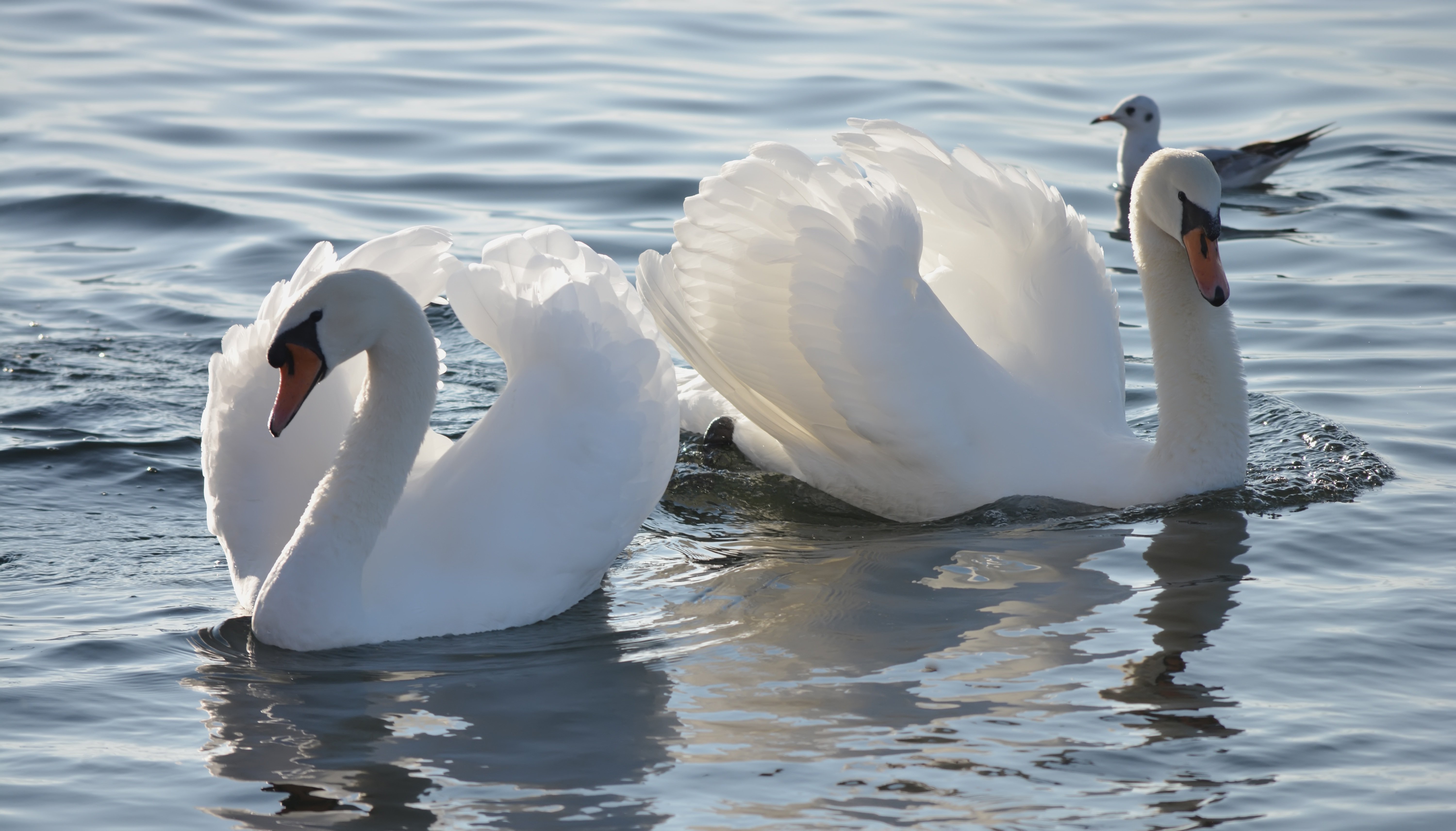Two Mute Swans and a Seagull on Water HD Wallpaper