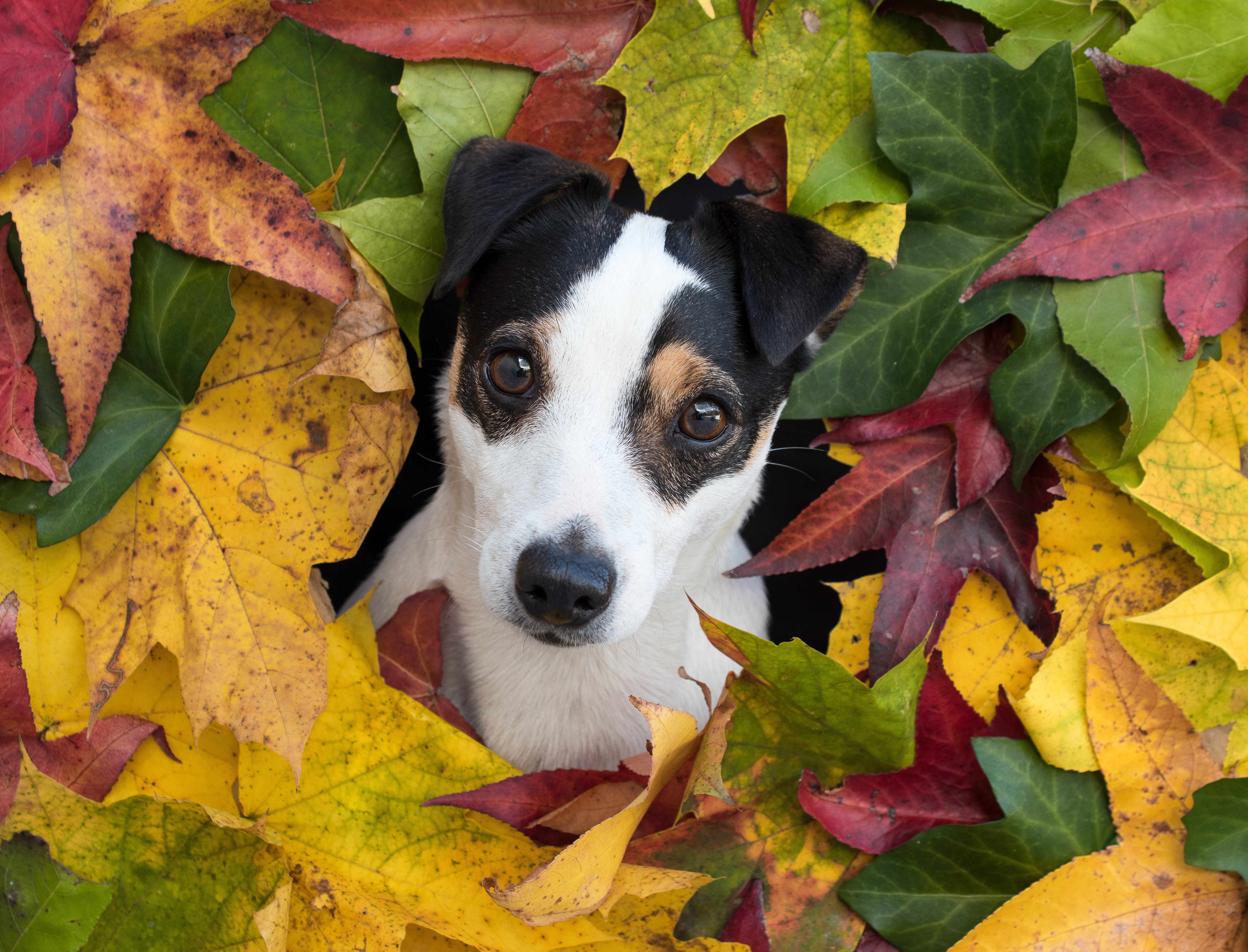 Jack Russell Terrier puppy in autumn leaves HD Wallpaper