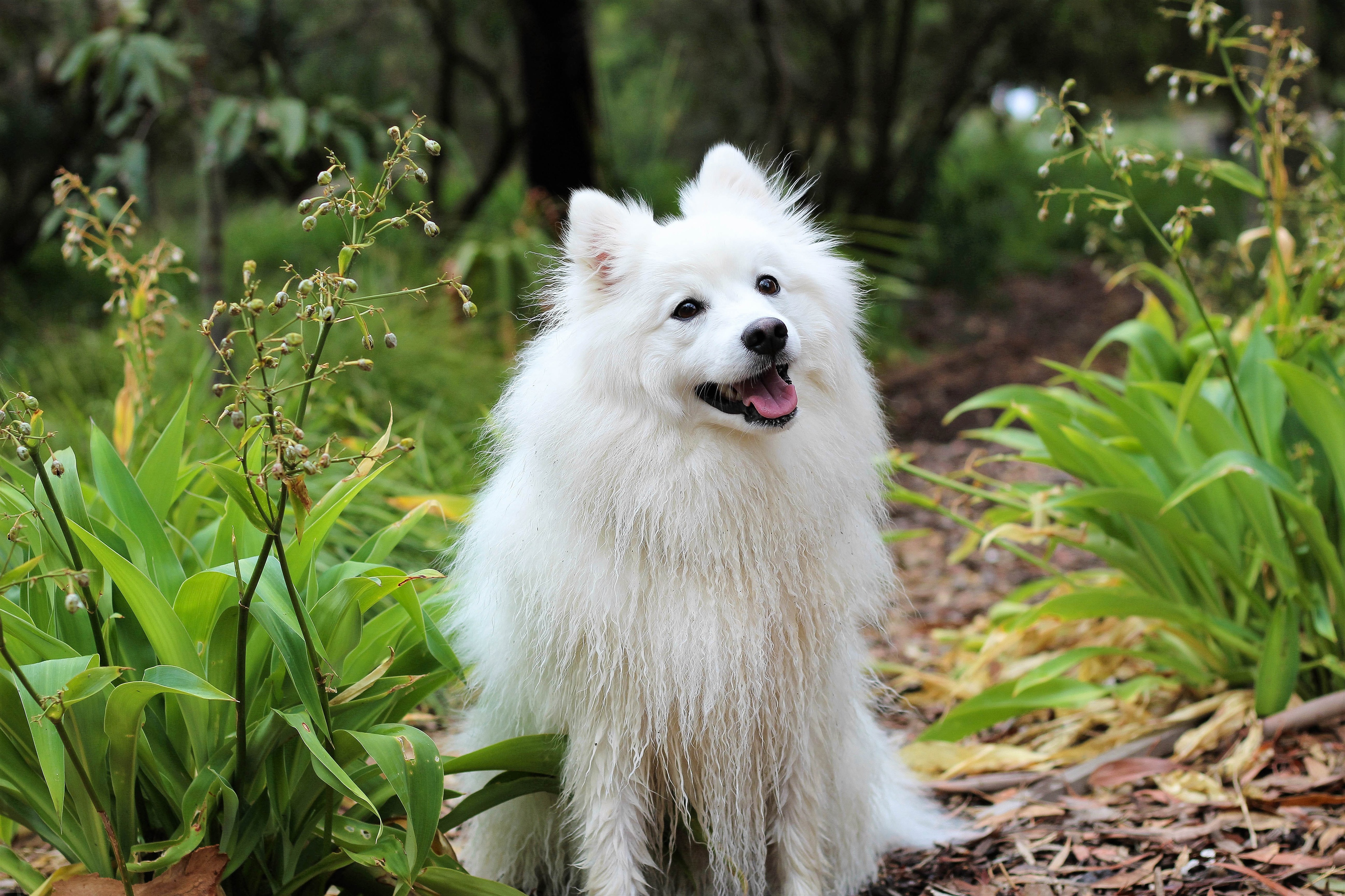 White Spitz dog sitting in a forest HD Wallpaper