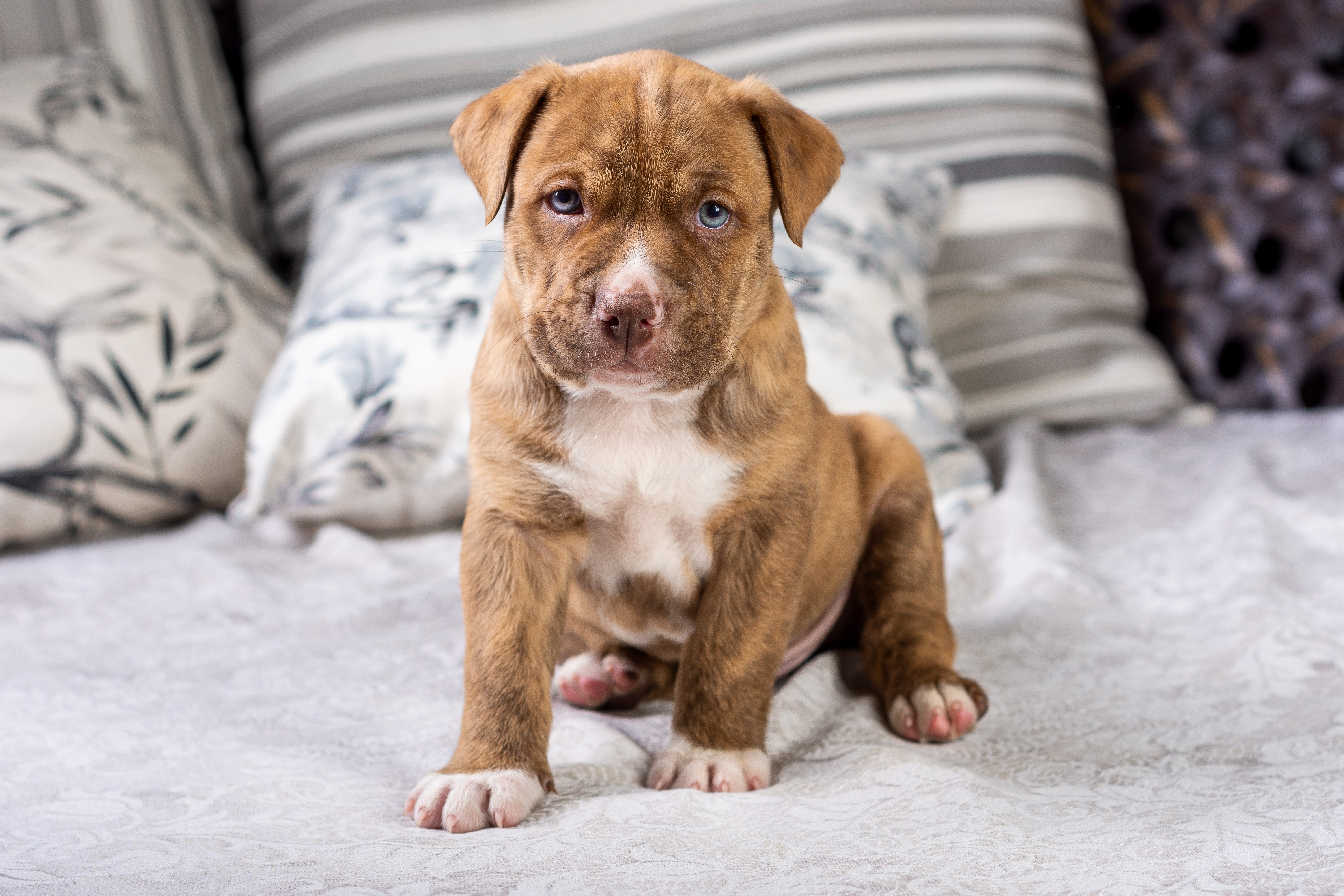 Brown Pit Bull puppy with heterochromia sitting on a bed HD Wallpaper