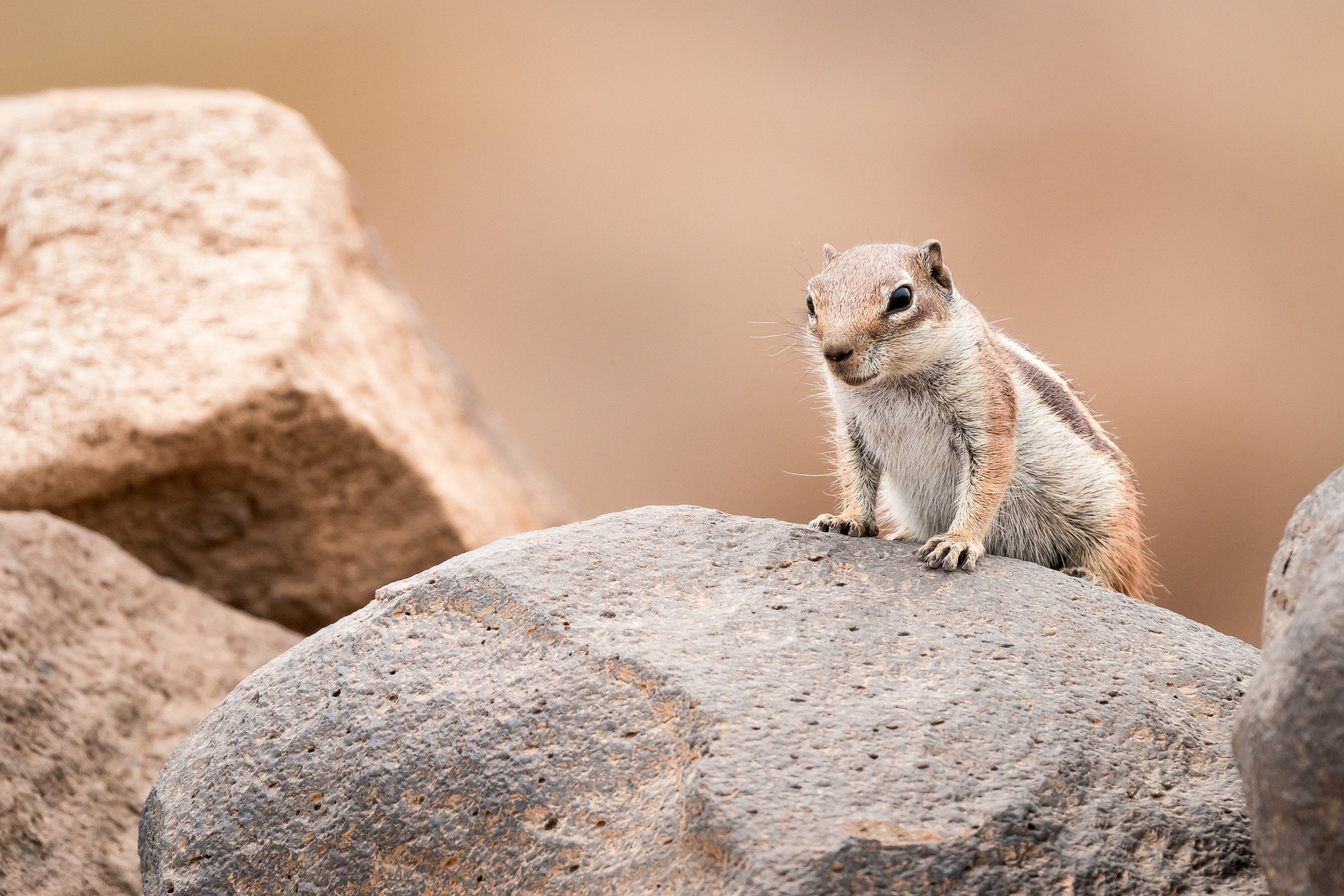 A chipmunk sits on a rock in the wild HD Wallpaper