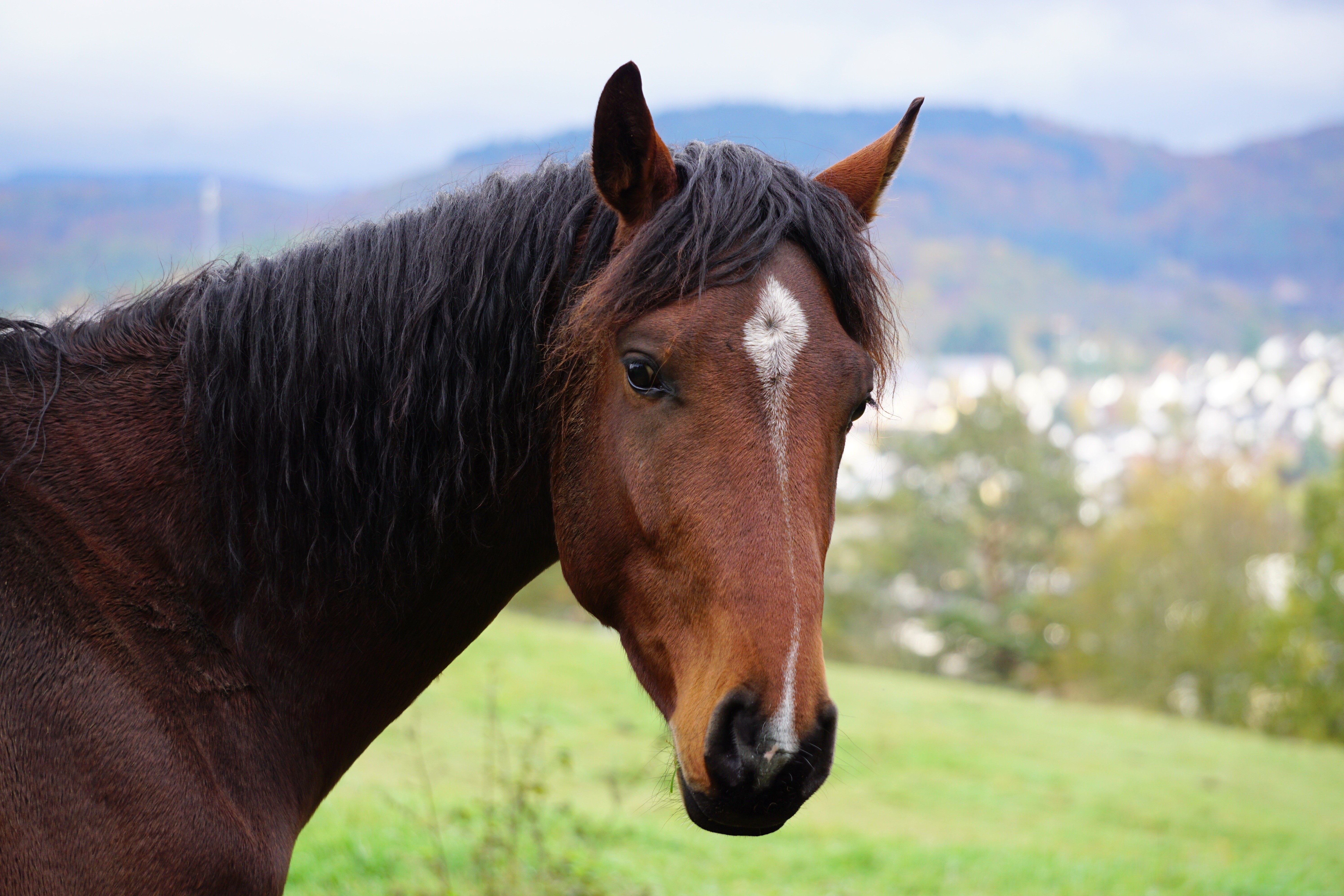 Brown horse with white blaze on forehead HD Wallpaper
