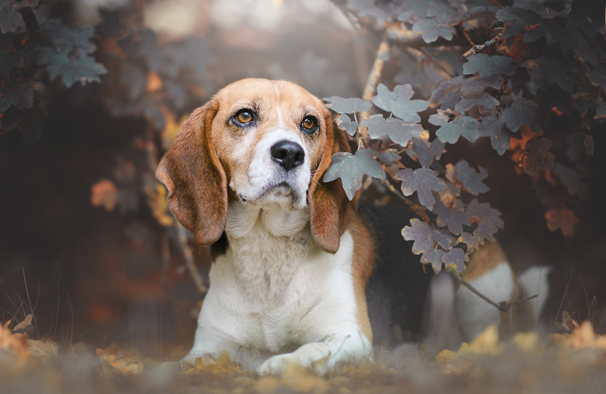 Beagle dog lying down in autumn foliage HD Wallpaper