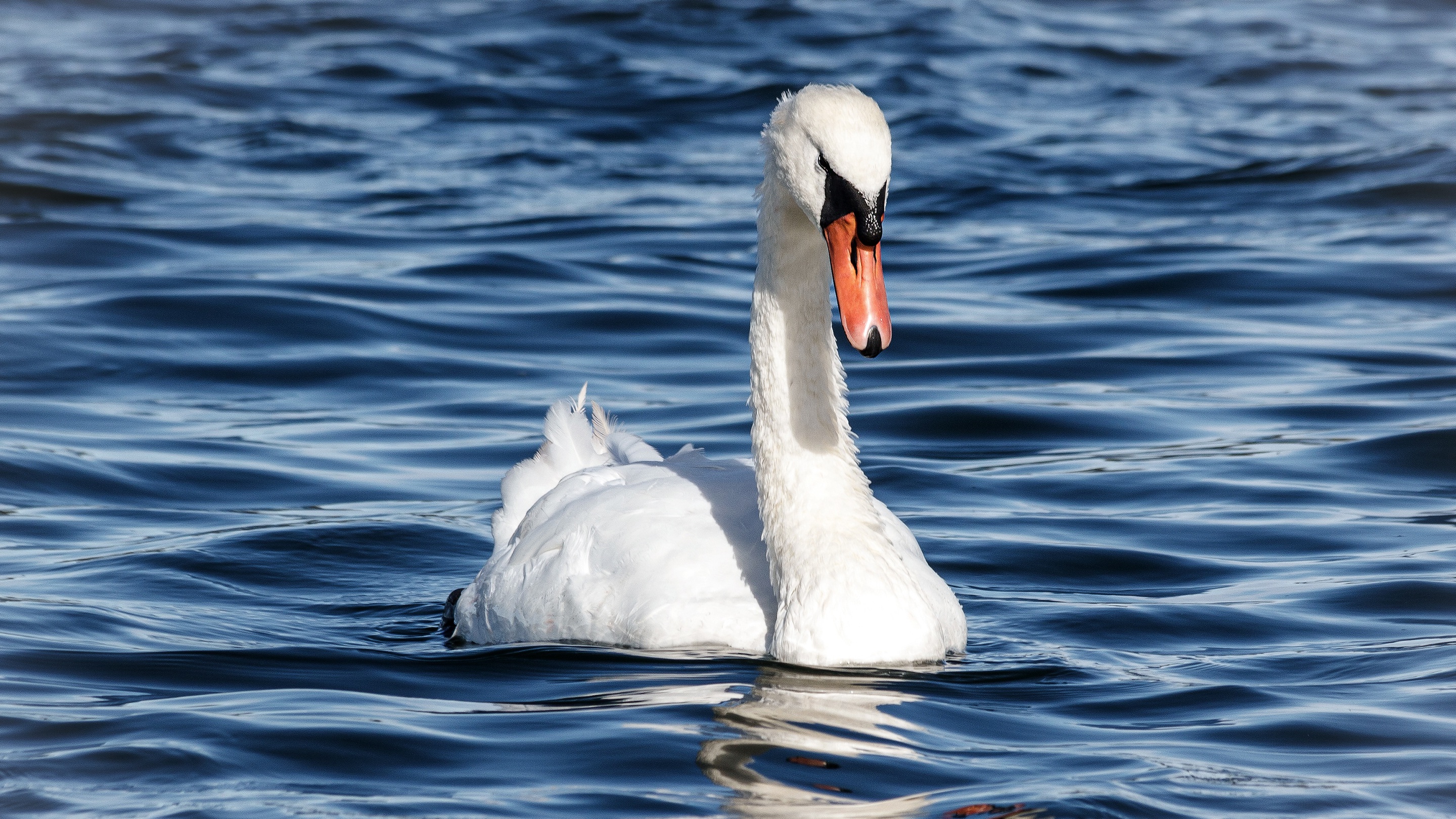 Mute Swan swimming on blue water HD Wallpaper