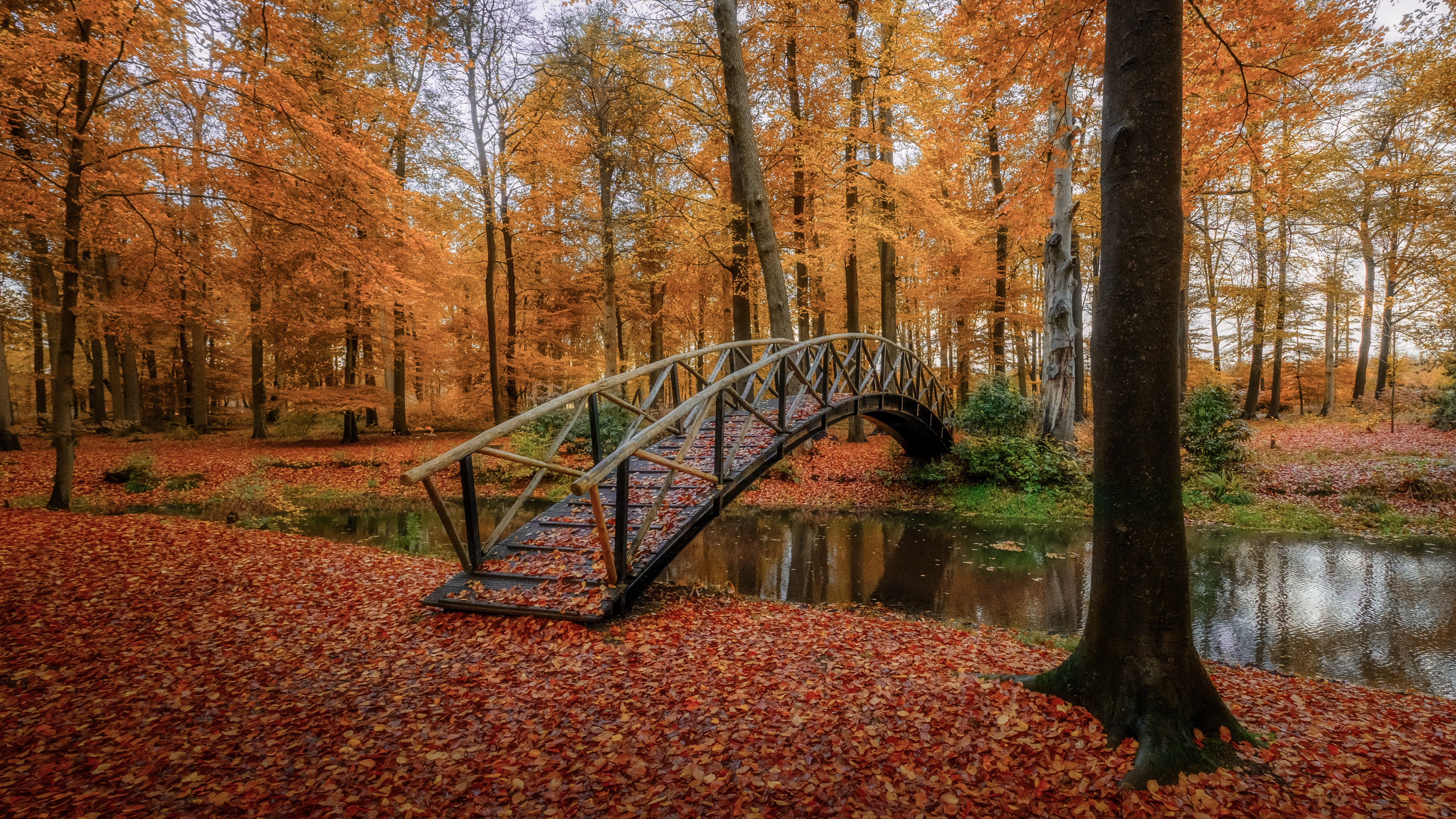 Photography Fall 4K Nature Park Bridge HD Wallpaper