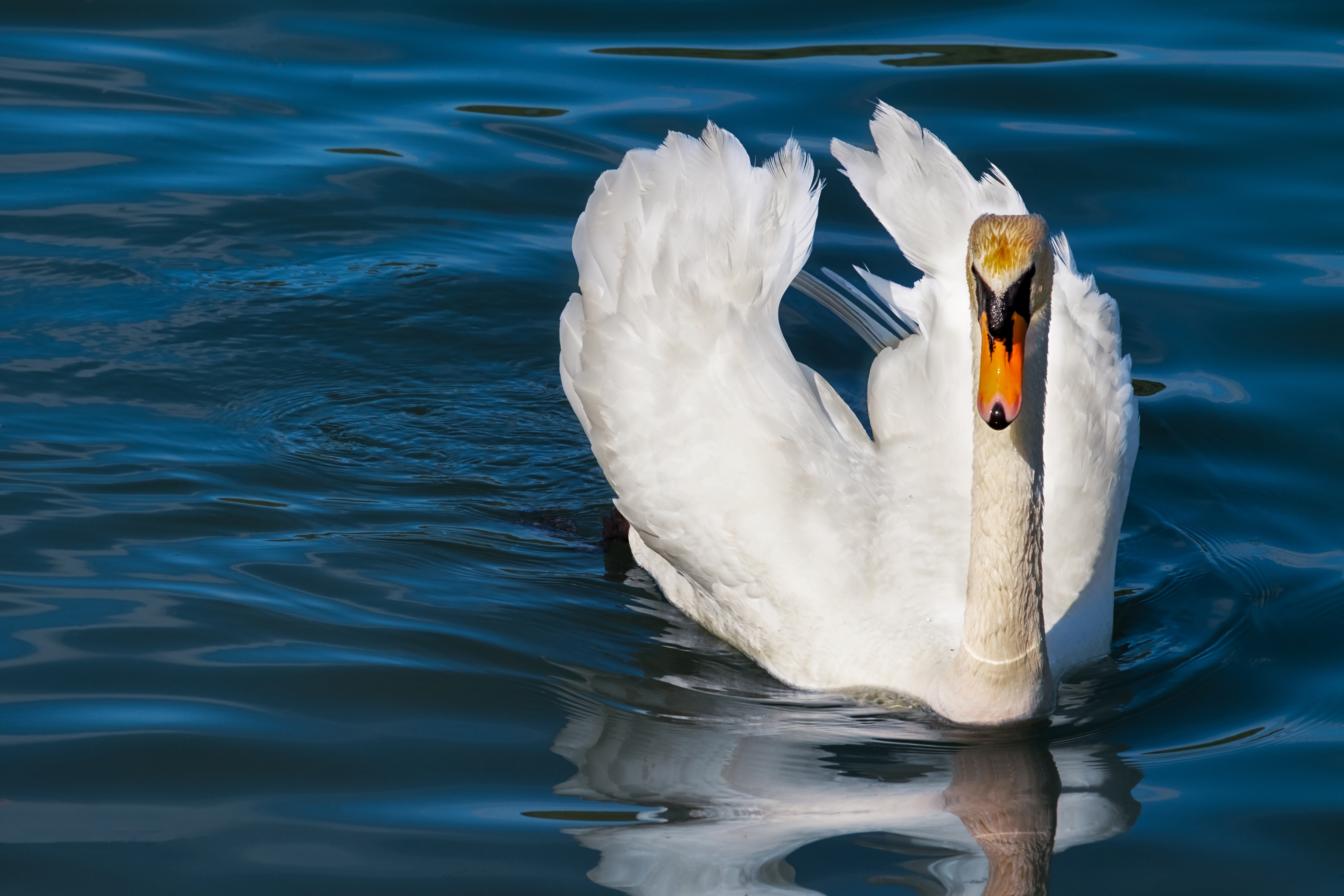 Mute Swan swimming in blue water HD Wallpaper