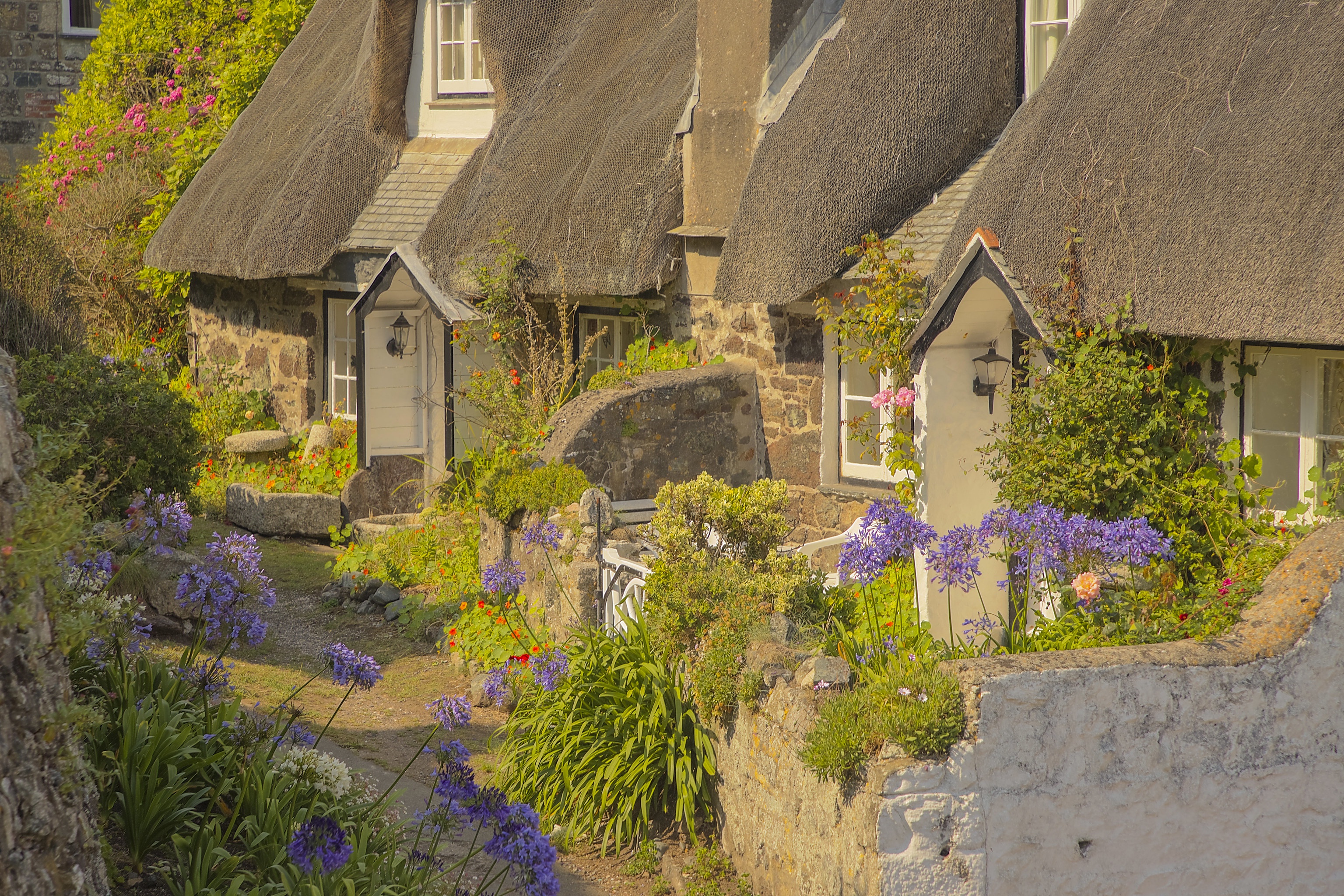 Thatched cottages with blooming flowers in Cornwall, England HD Wallpaper