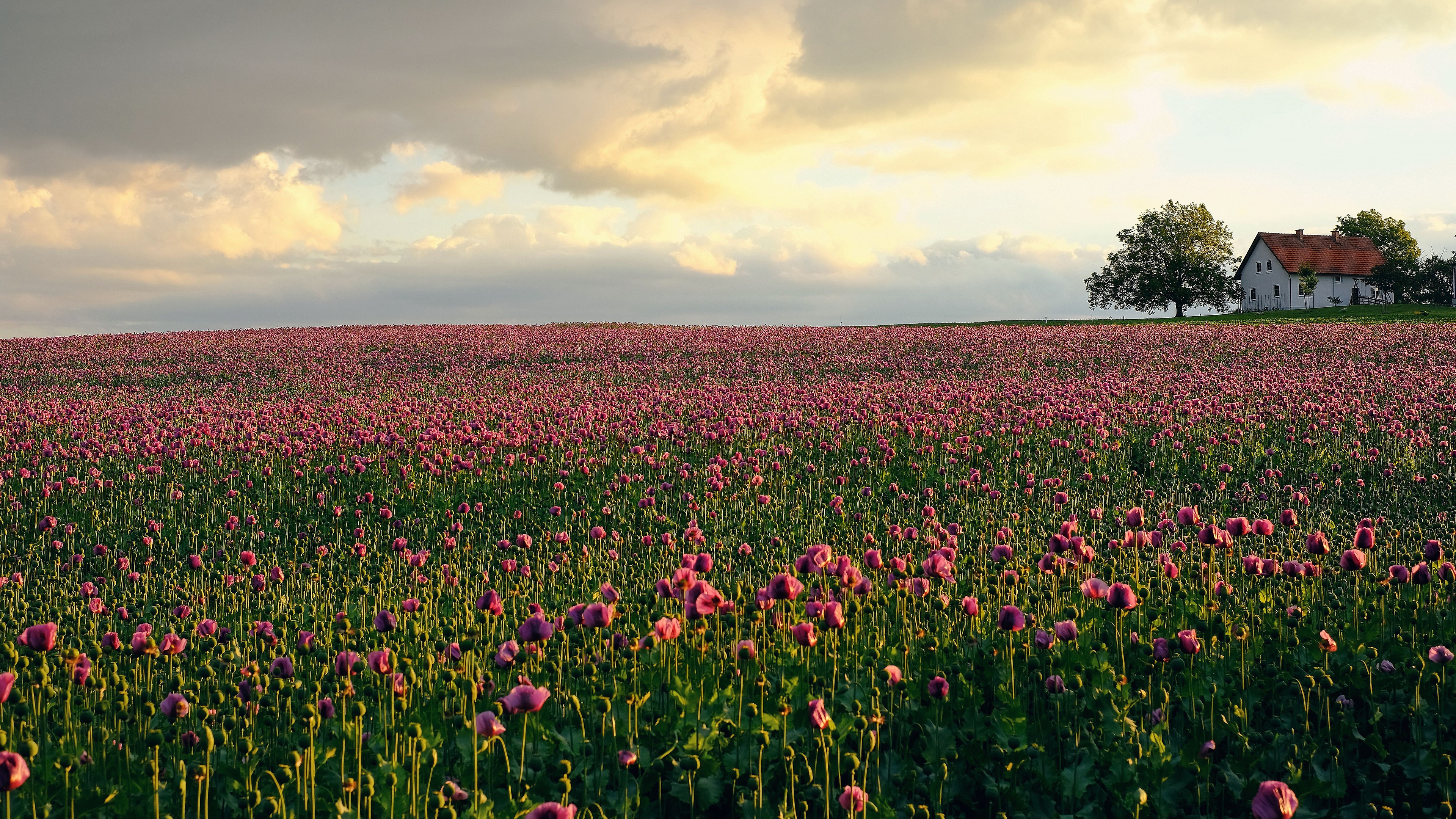 Field of Pink Poppies with a House HD Wallpaper