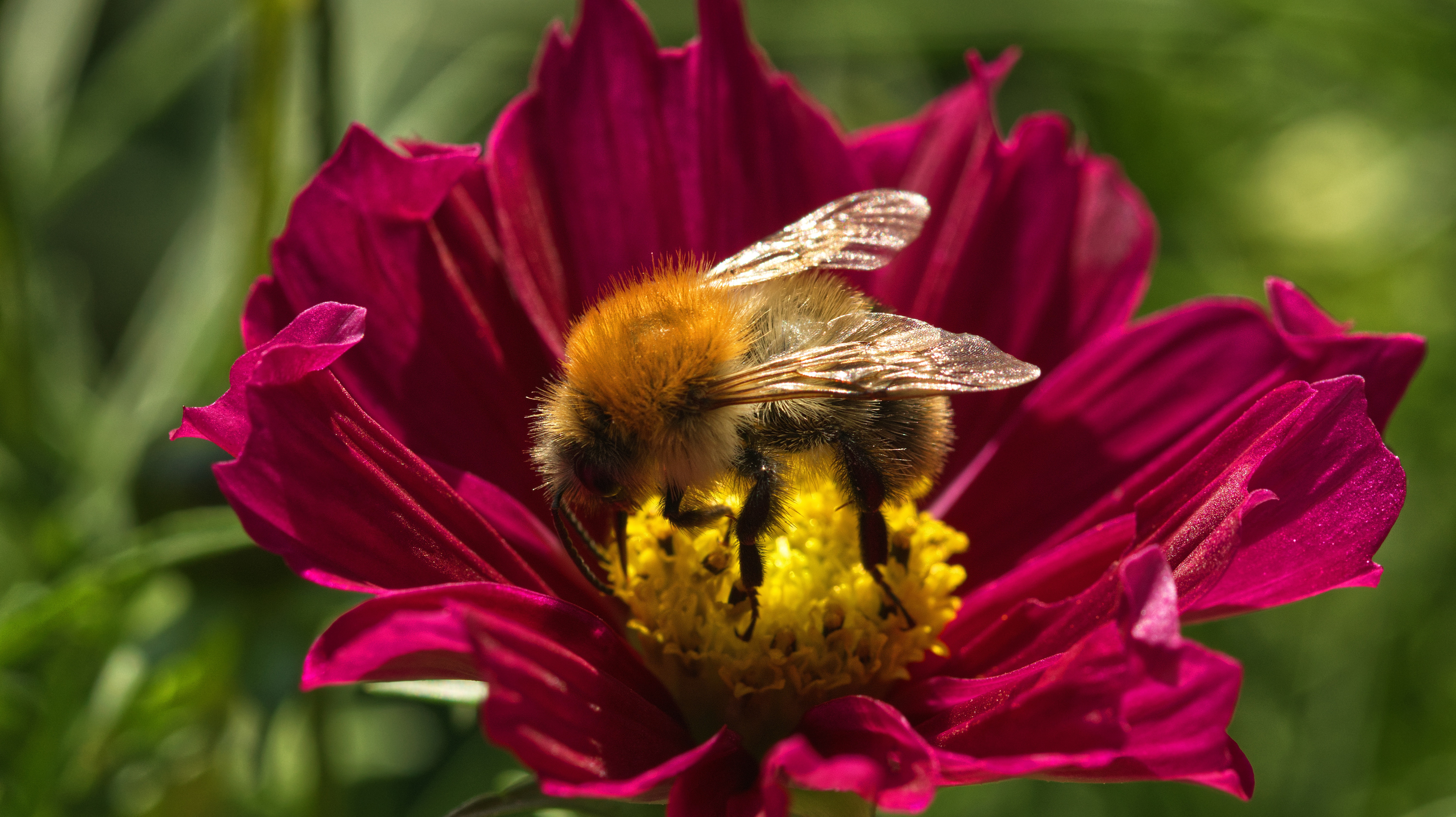 Bee on a dark pink flower 4K HD Wallpaper