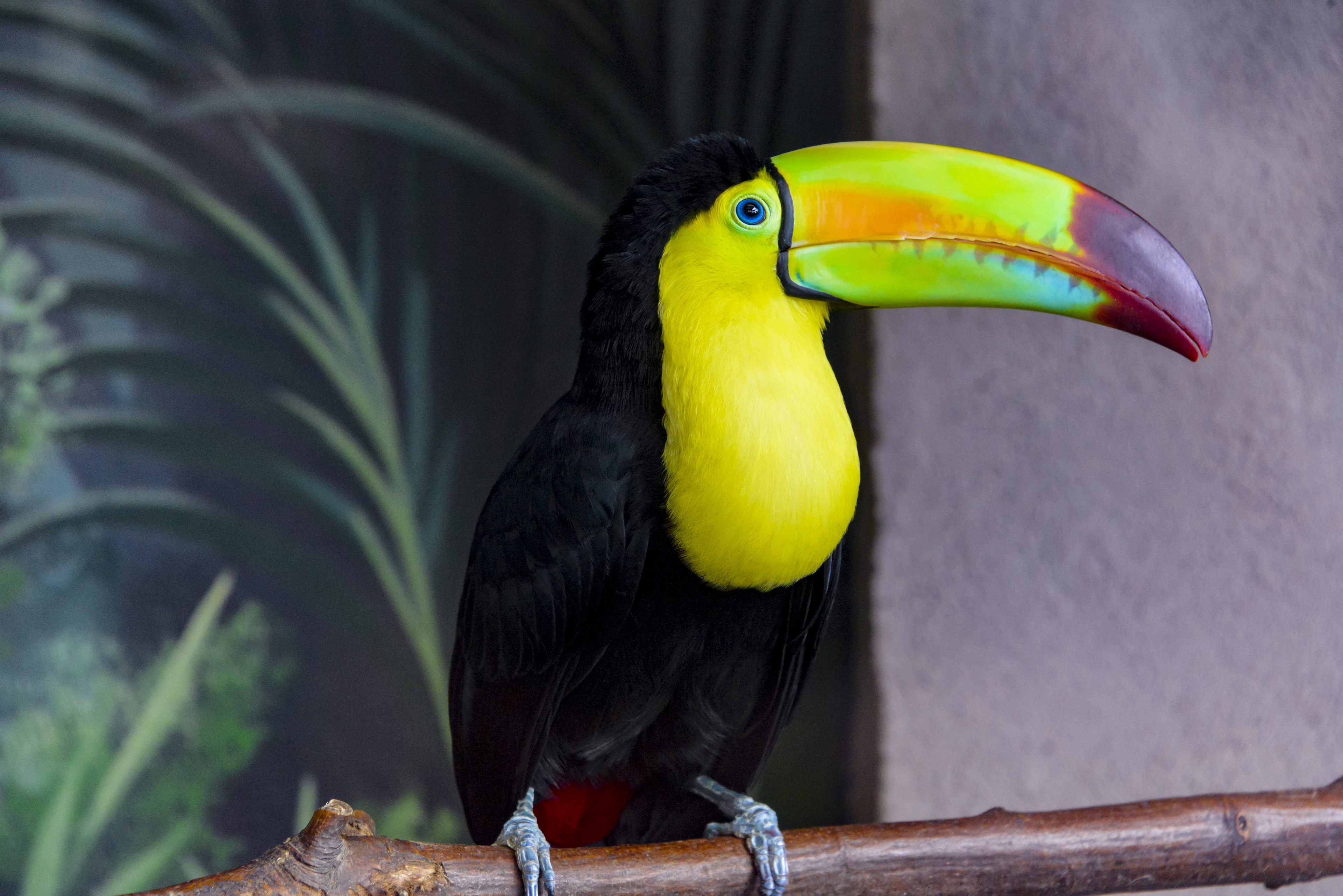 Toucan 4K Bird HD Wallpaper