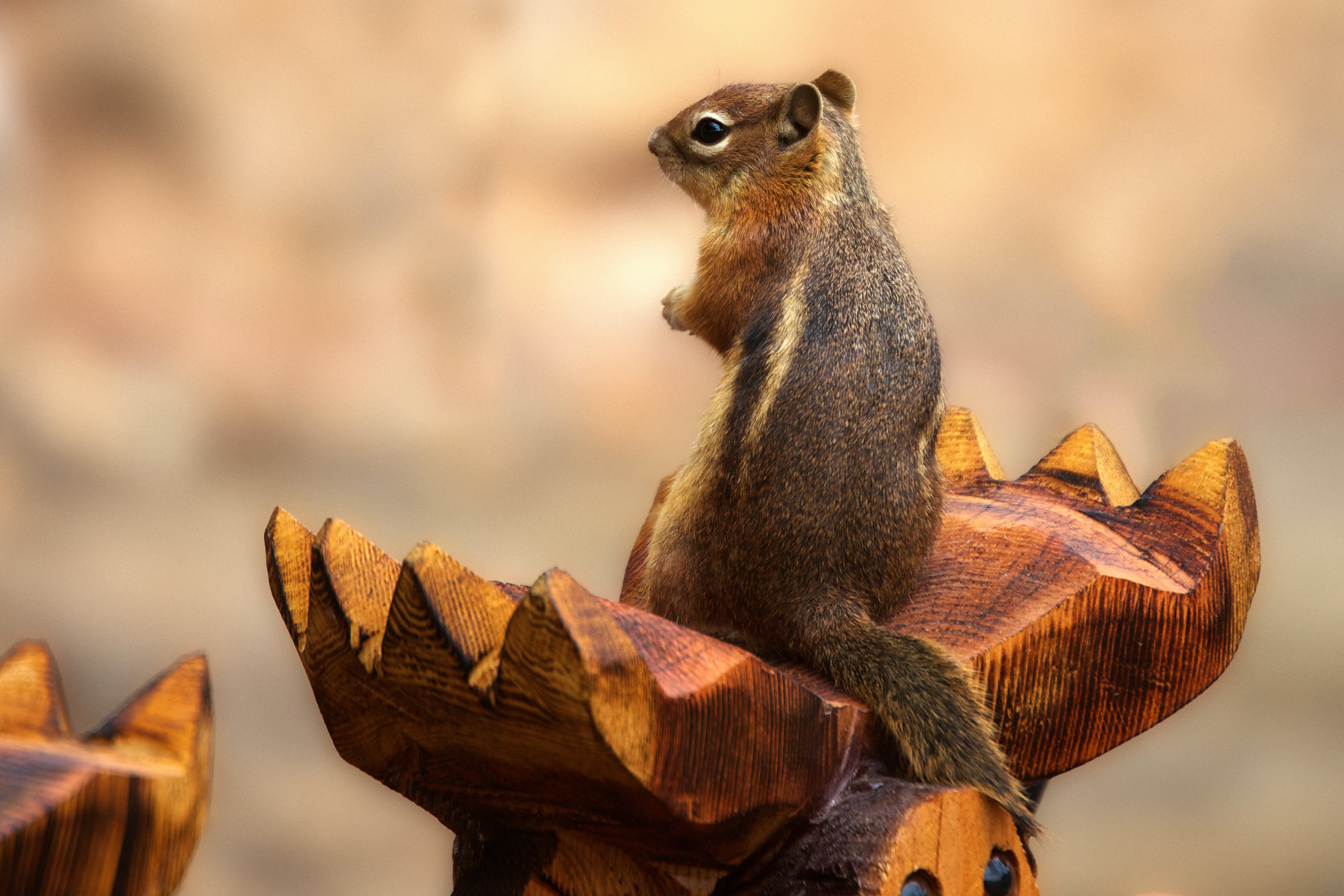 Chipmunk sitting on wooden moose antlers HD Wallpaper