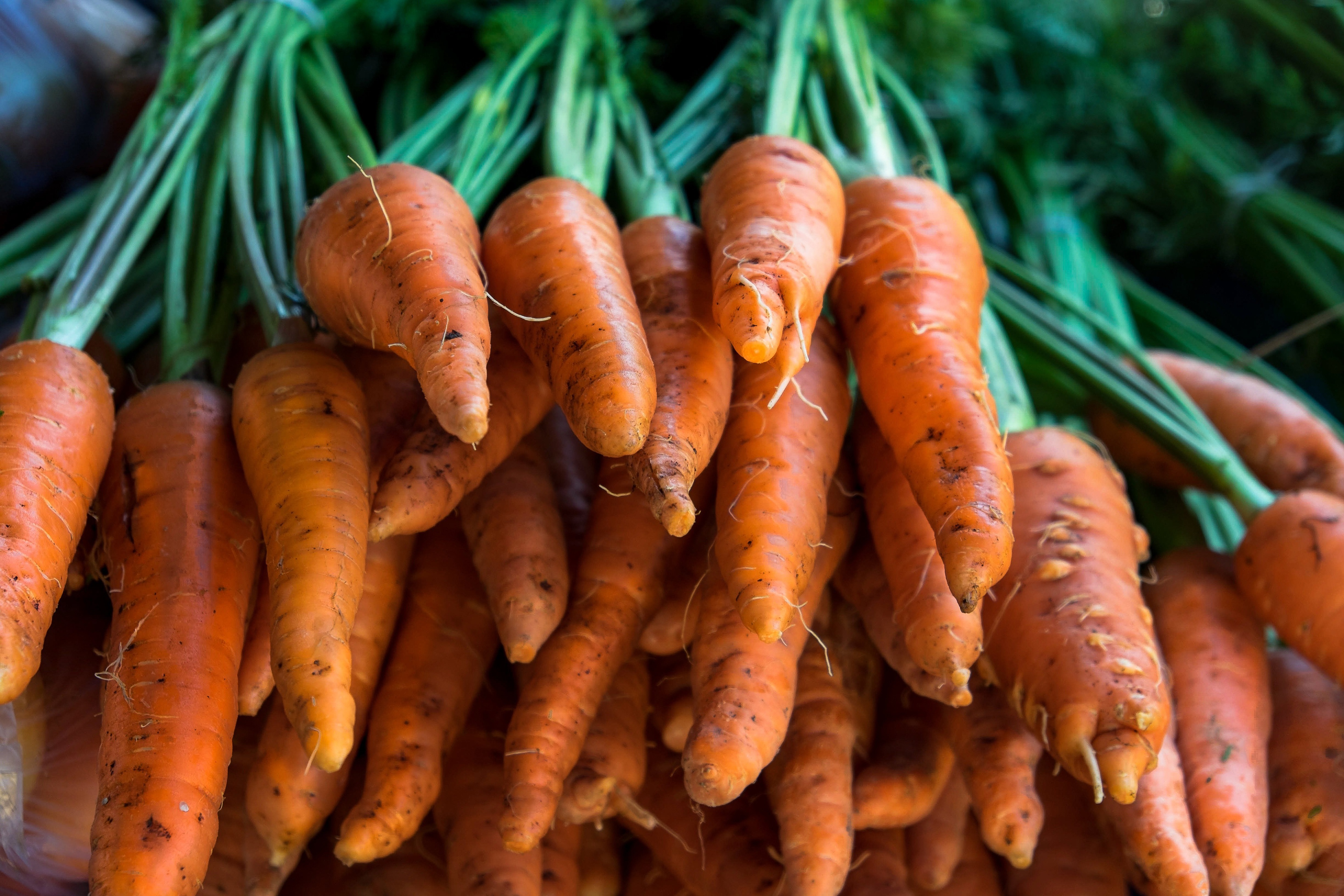 Bunch of fresh carrots with green tops HD Wallpaper