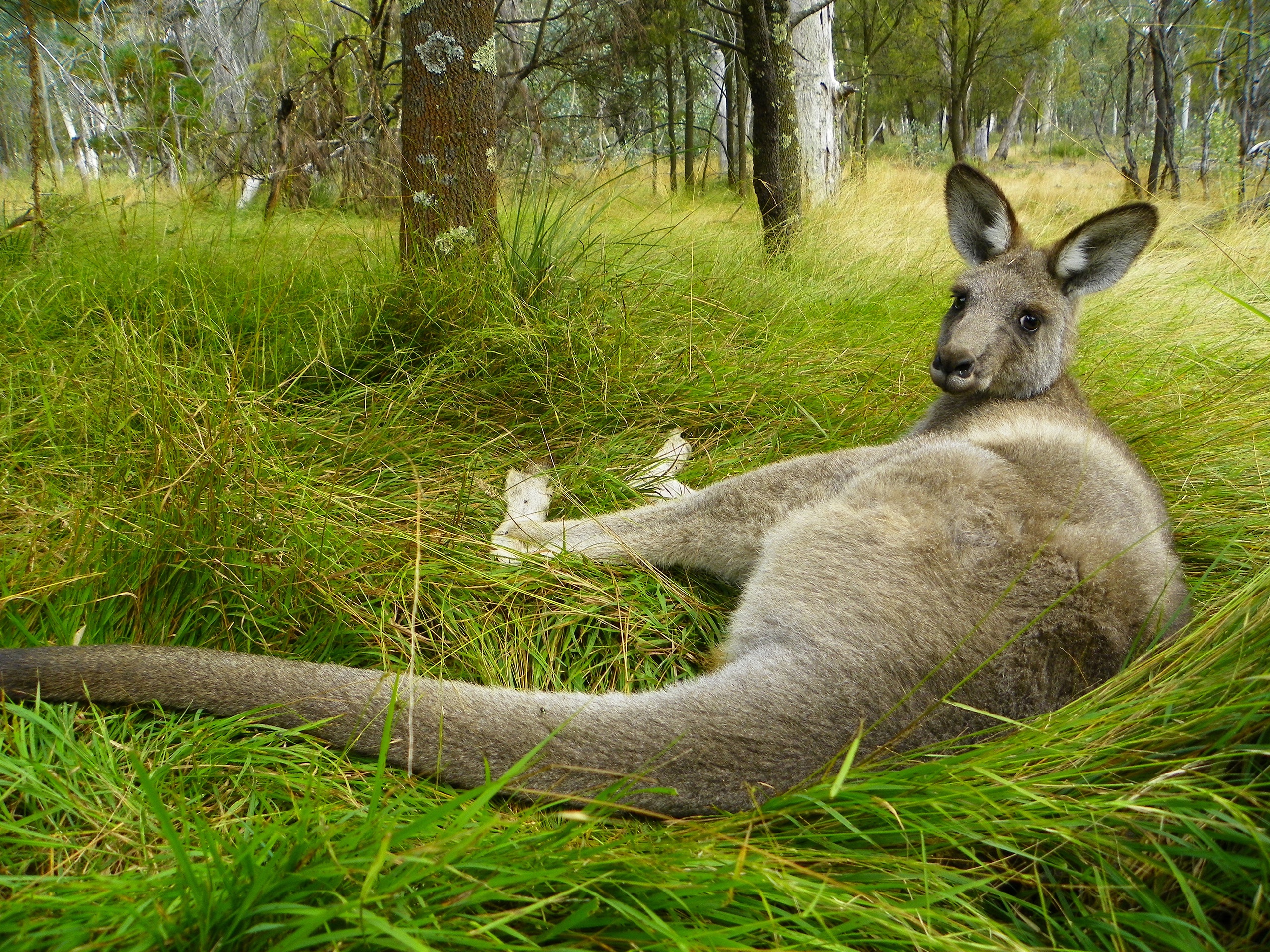 Kangaroo resting in tall grass HD Wallpaper