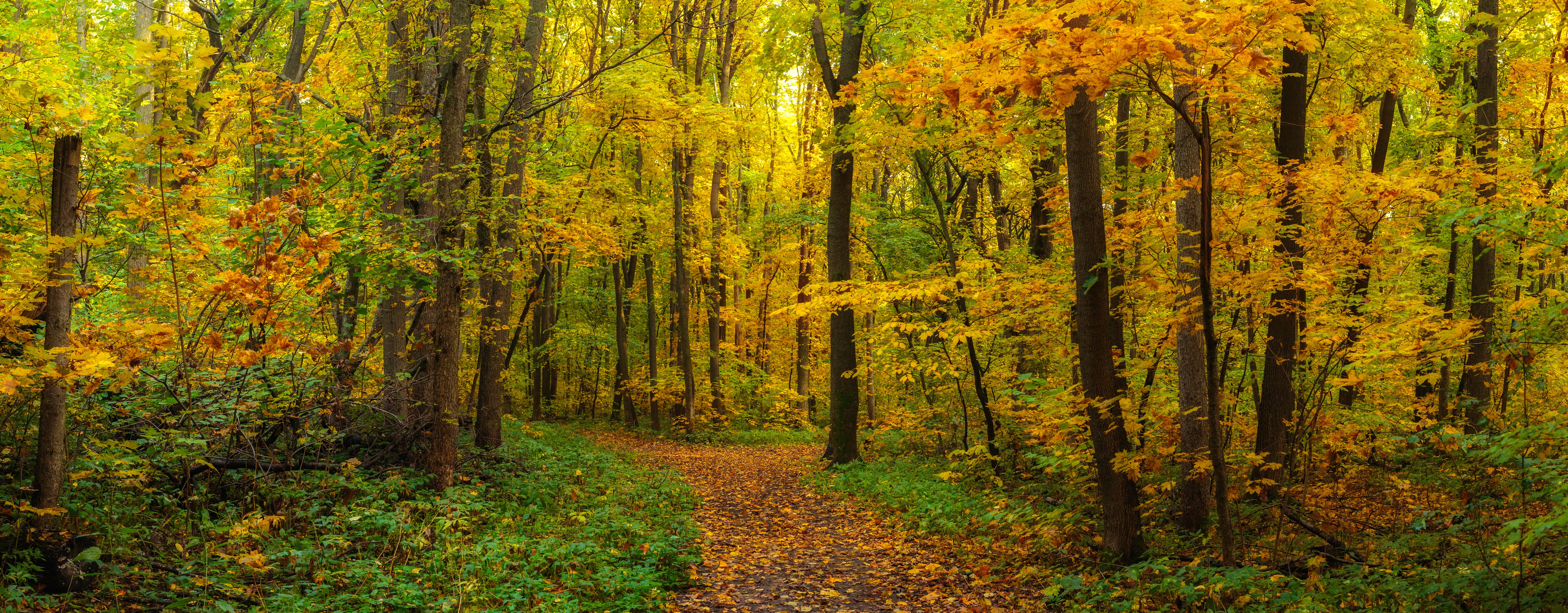 Fall Foliage in a Forest Path 4K HD Wallpaper