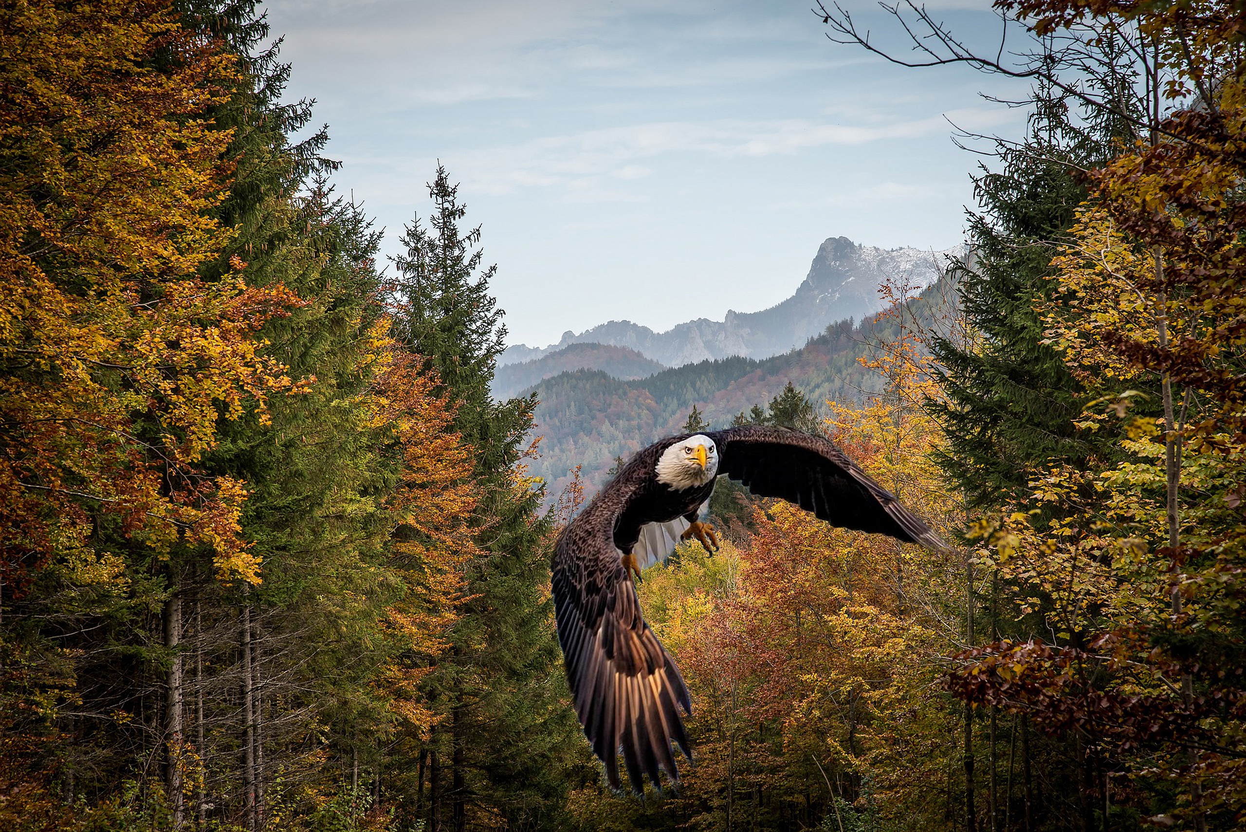 Bald Eagle flying over autumn forest and mountains HD Wallpaper