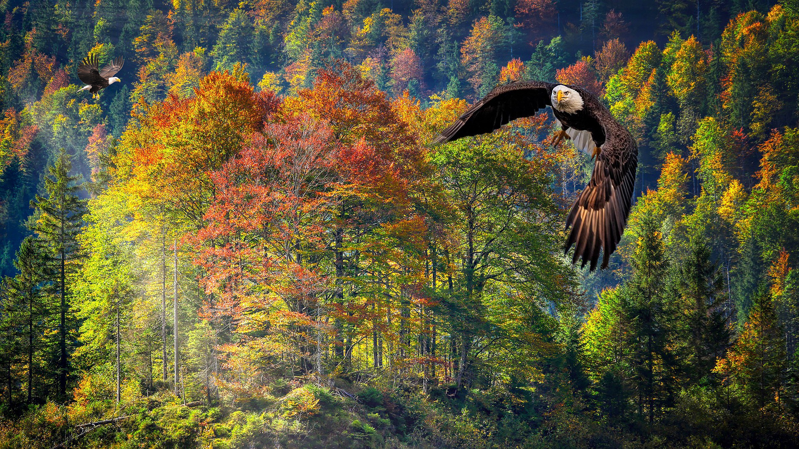 Bald Eagle flying over a colorful autumn forest HD Wallpaper
