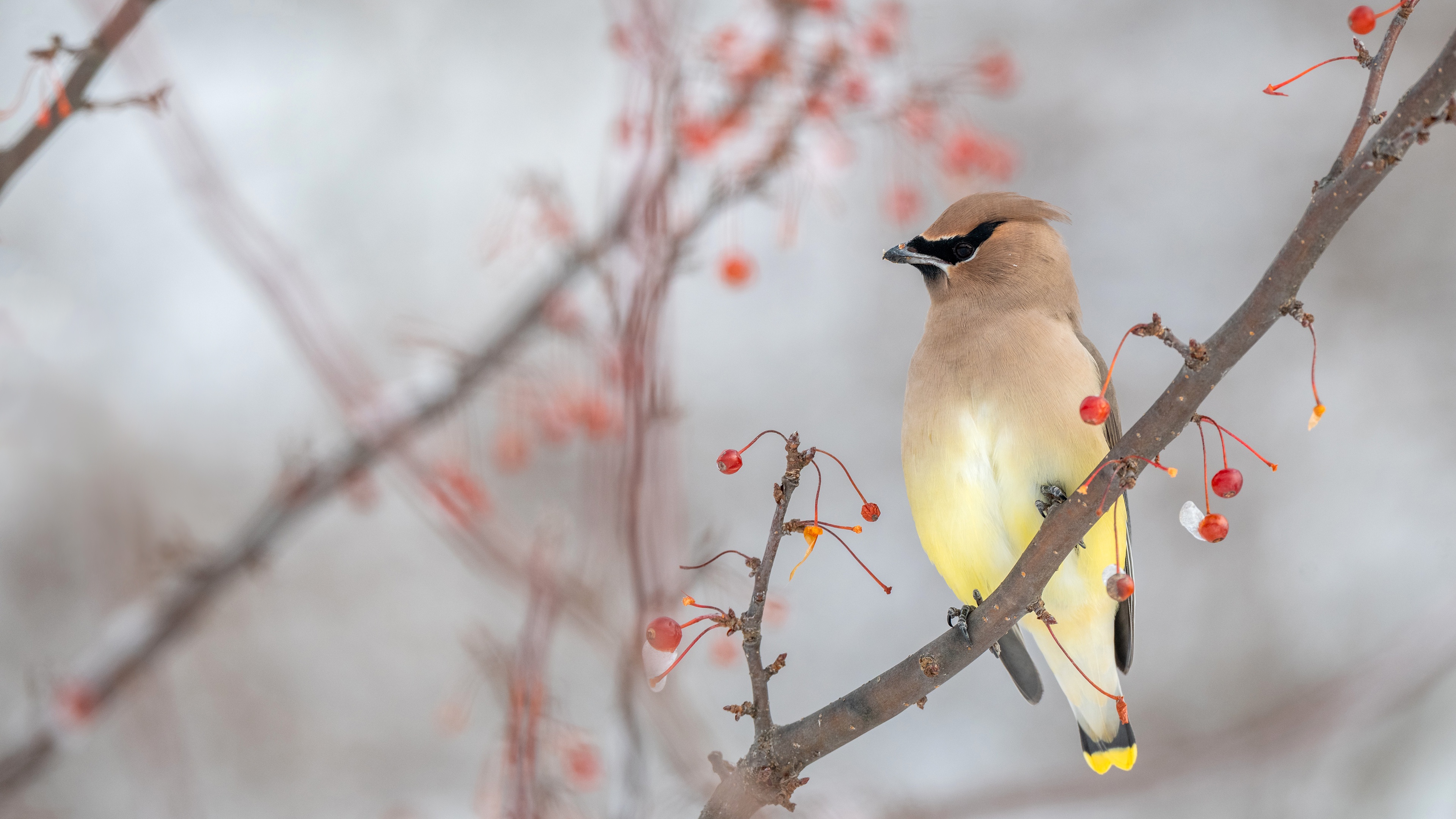 Cedar Waxwing on a branch with berries HD Wallpaper