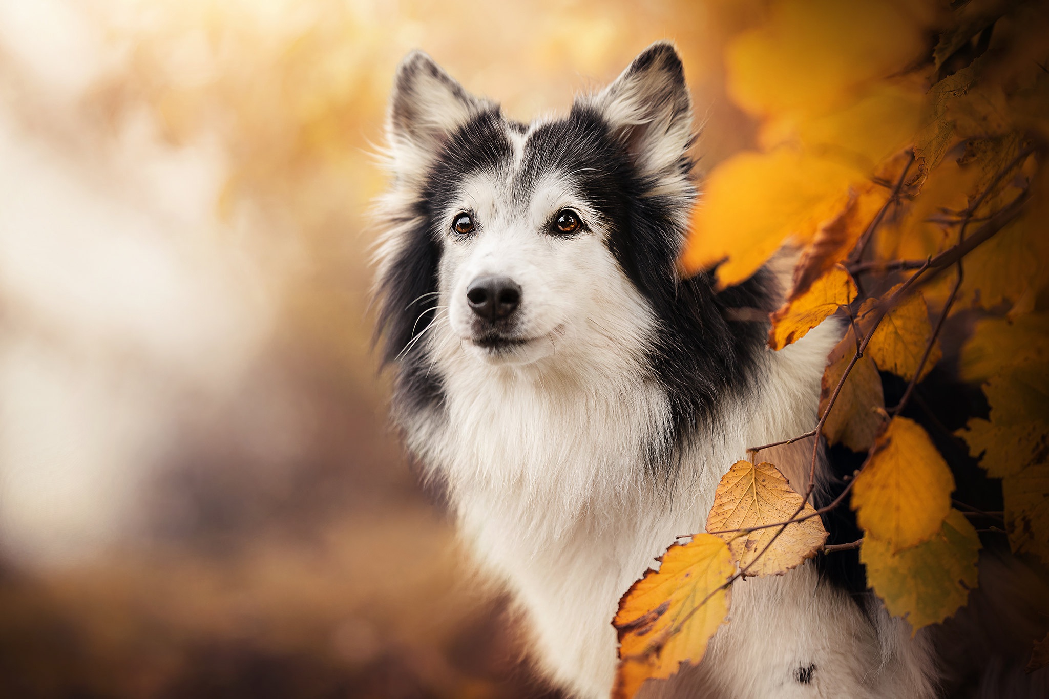 Dog in Fall Leaves HD Wallpaper