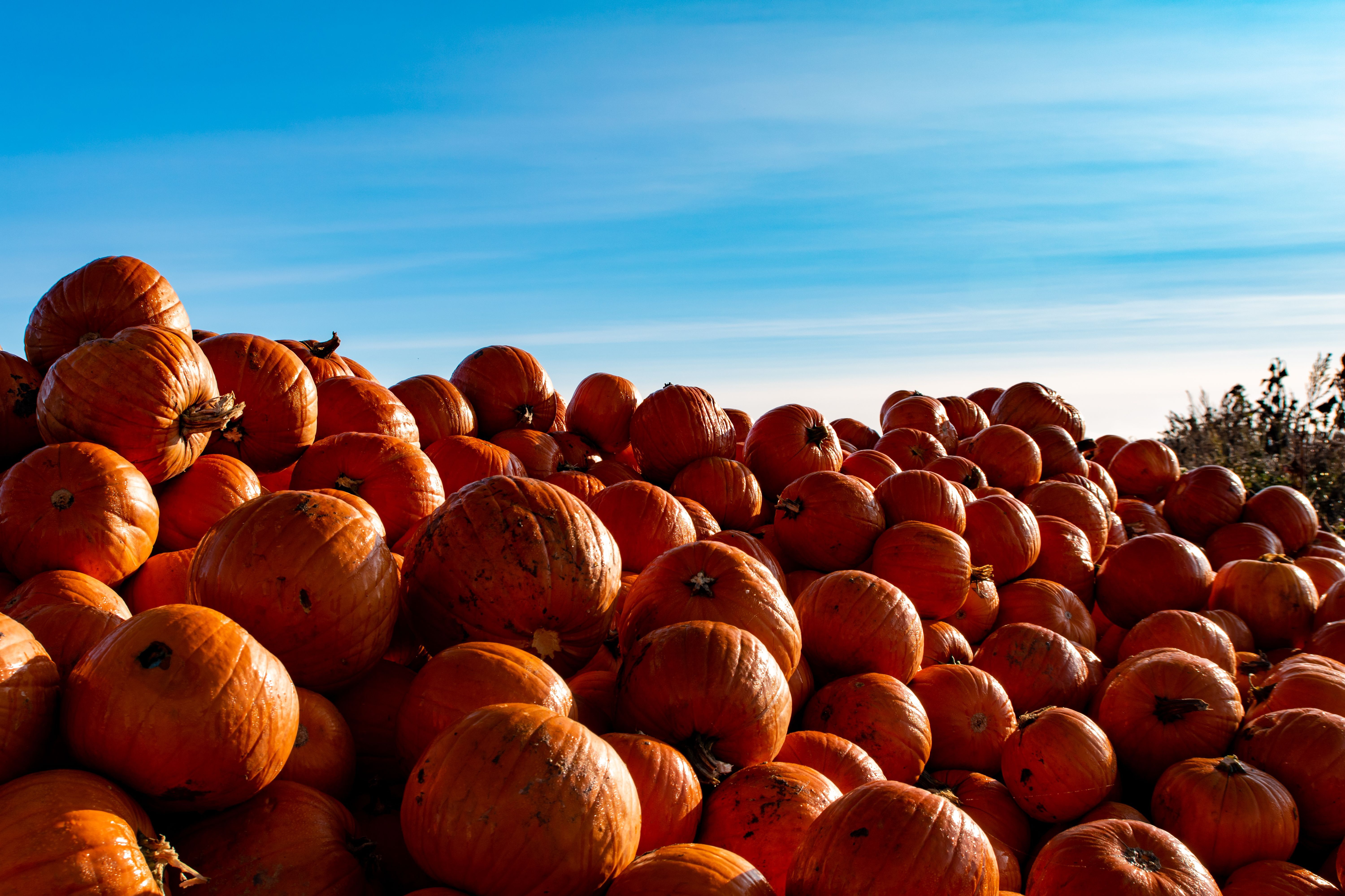 Pile of Pumpkins Under Blue Sky 4K HD Wallpaper