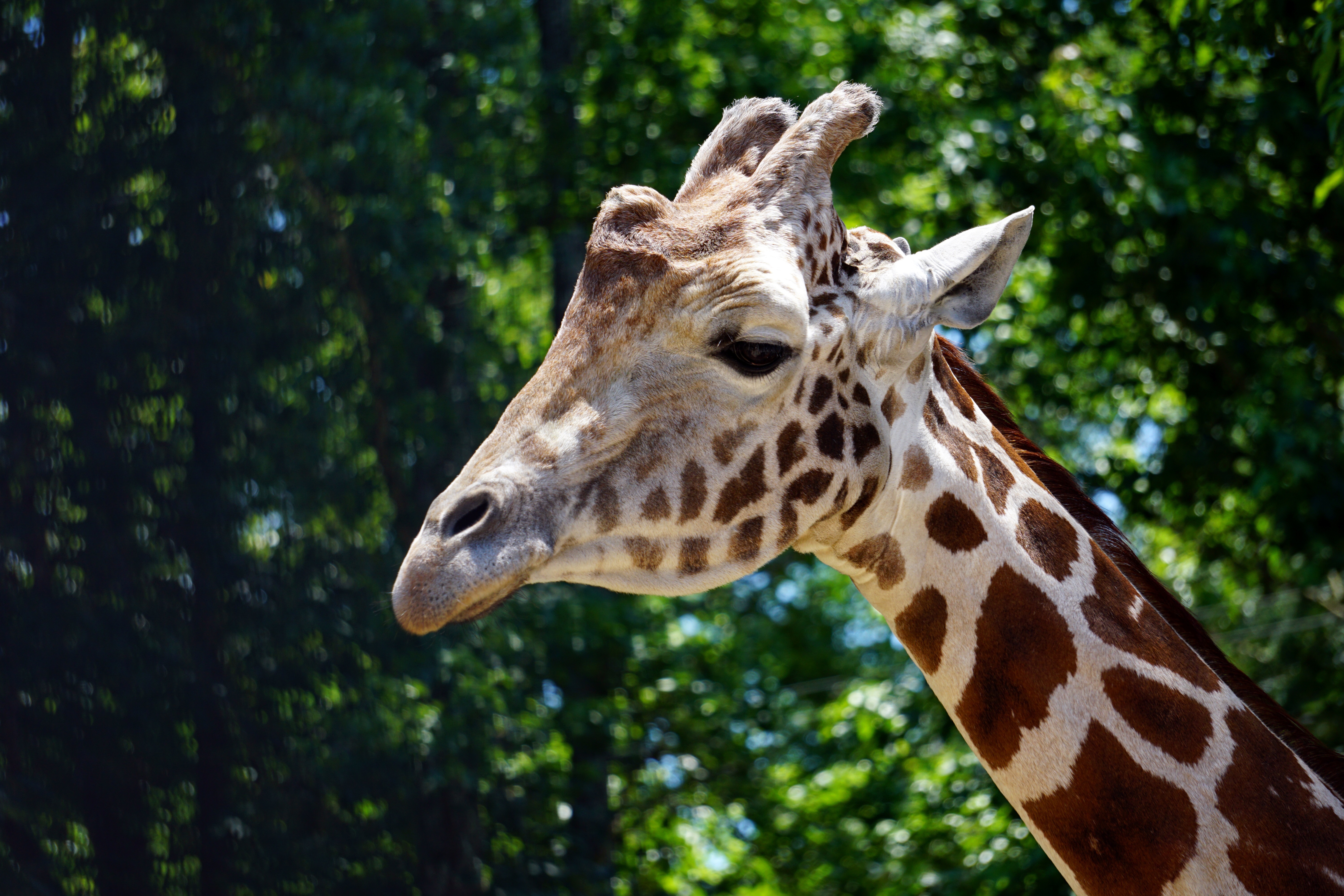 Giraffe head and neck in 4K HD Wallpaper