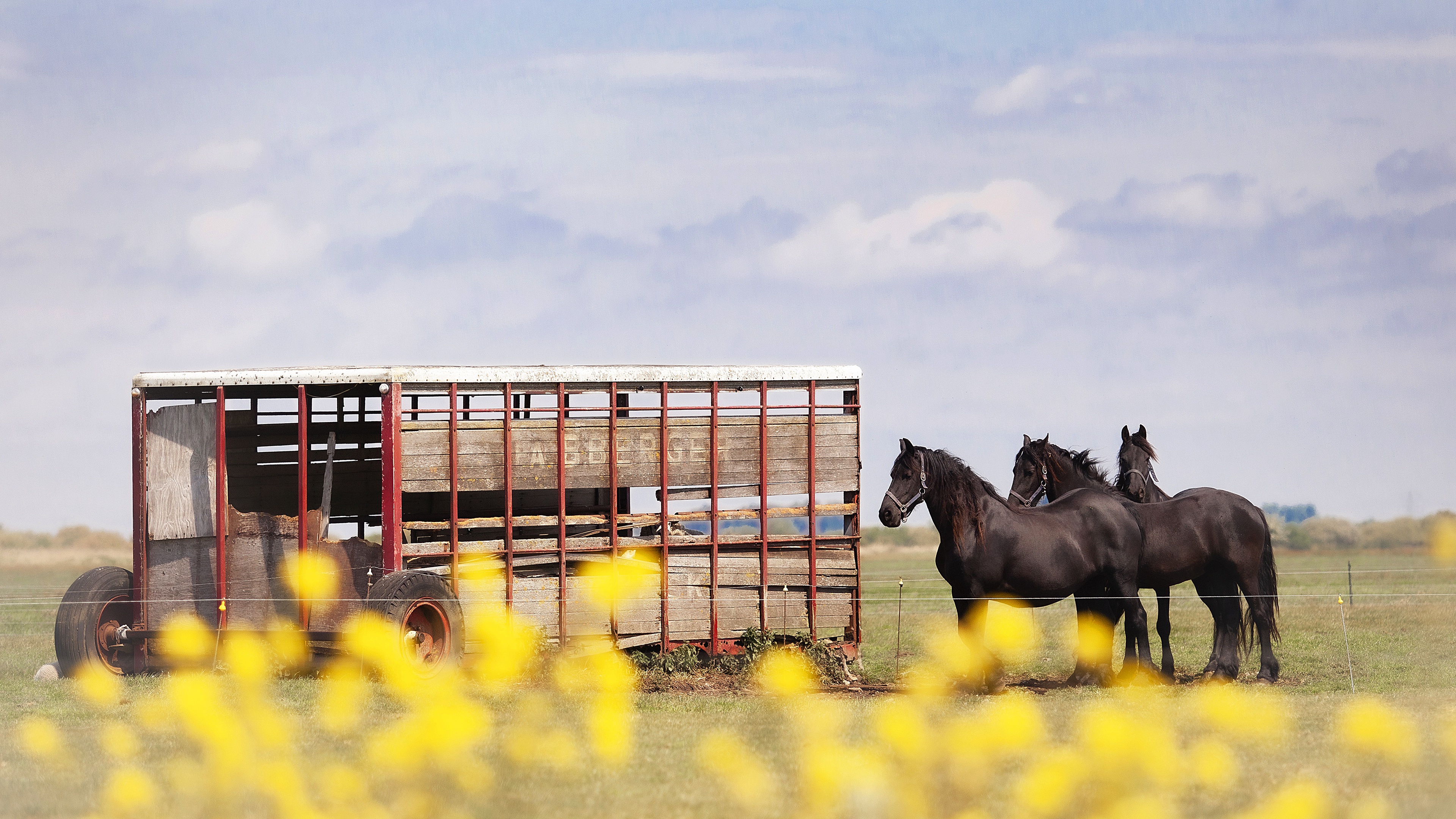 Three black horses near a trailer HD Wallpaper
