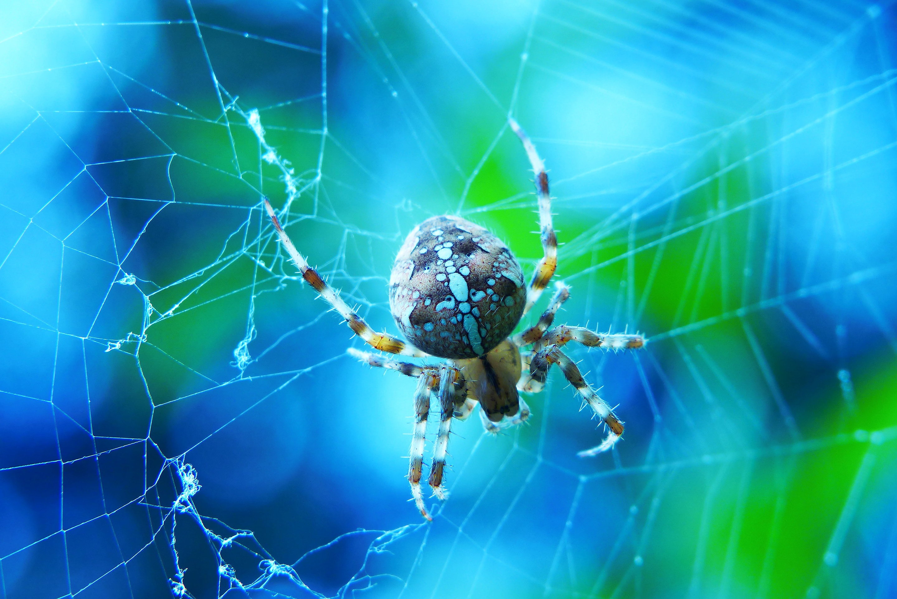 Spider on a web with blue and green background HD Wallpaper
