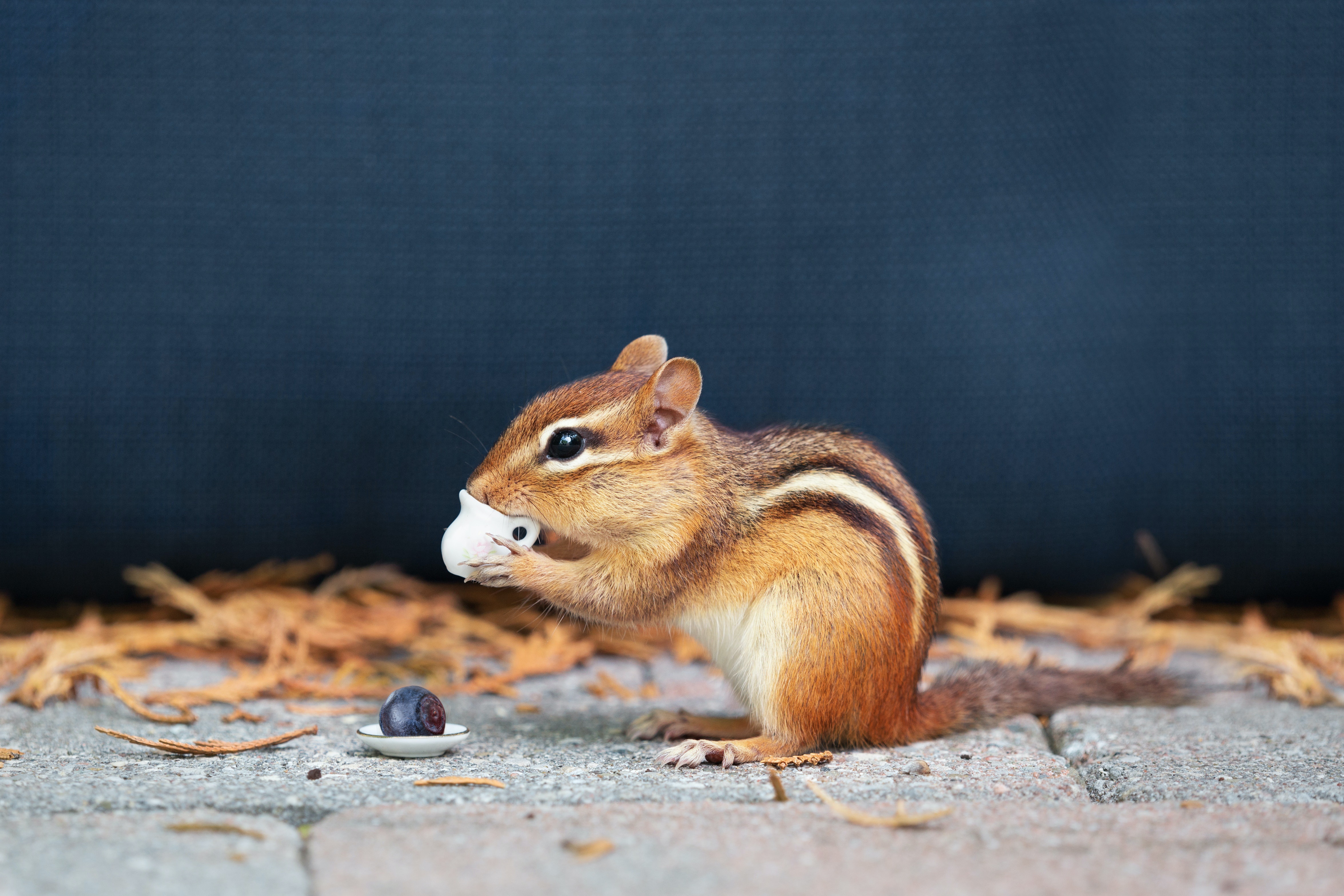 Chipmunk eating a blueberry from a tiny plate HD Wallpaper
