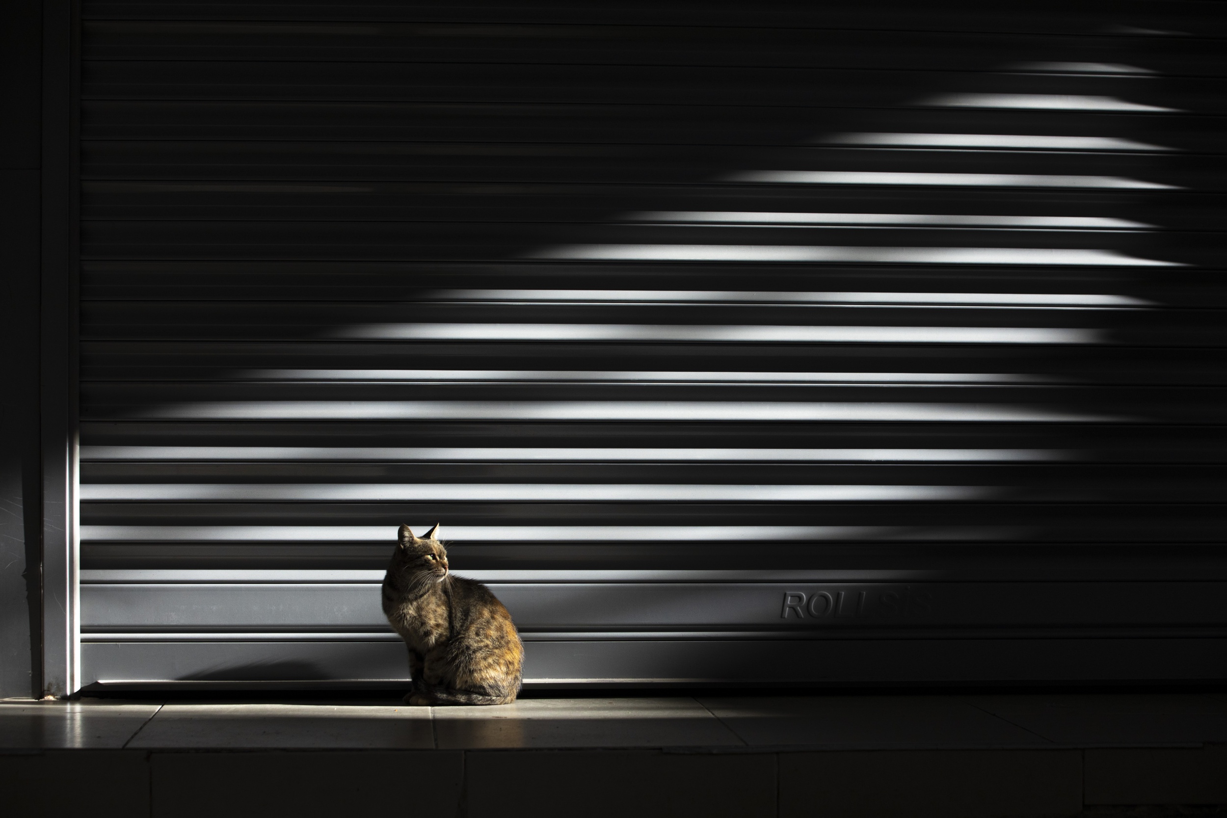 Cat sitting in sunlight and shadow HD Wallpaper