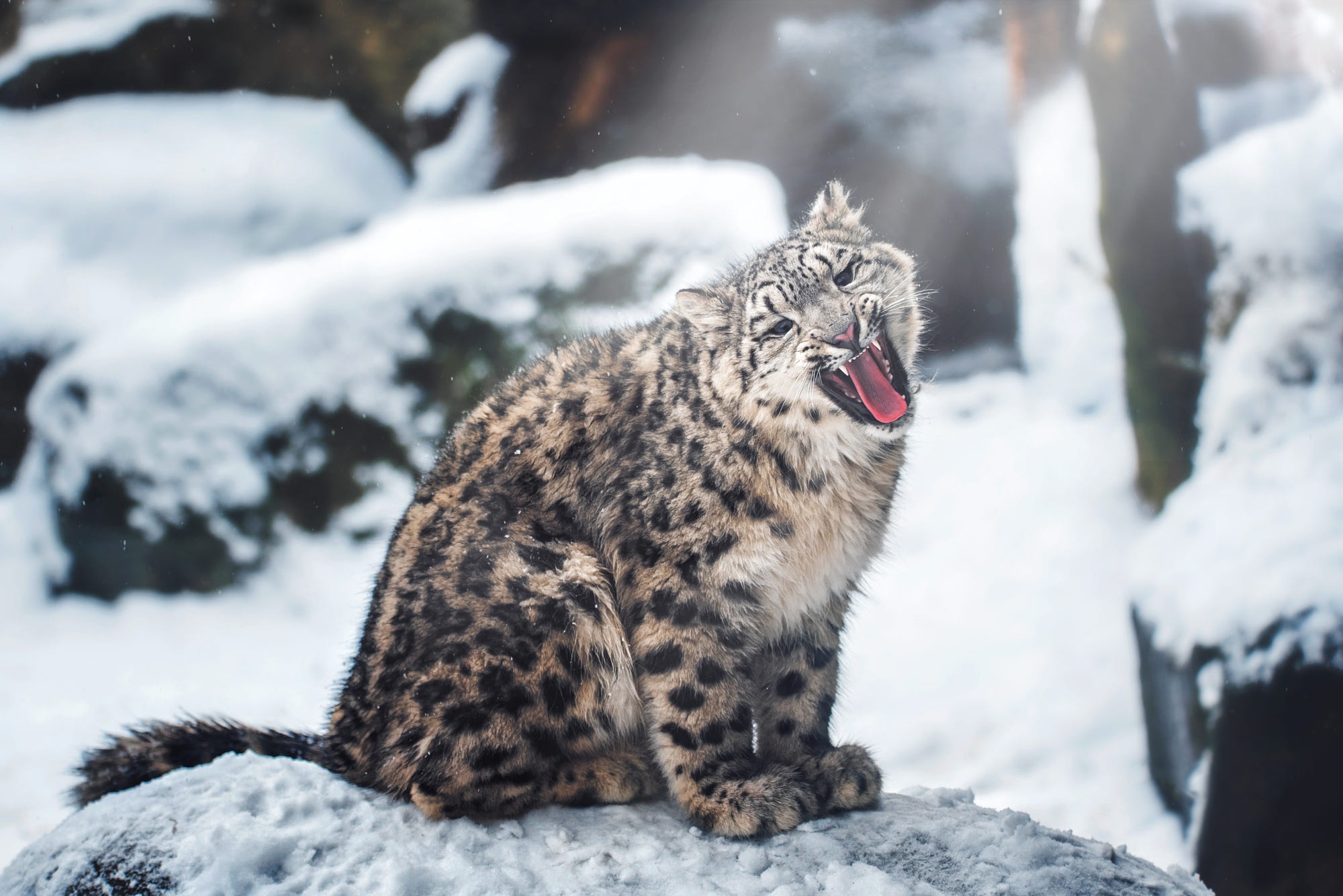 Snow Leopard Yawning in Snowy Environment HD Wallpaper