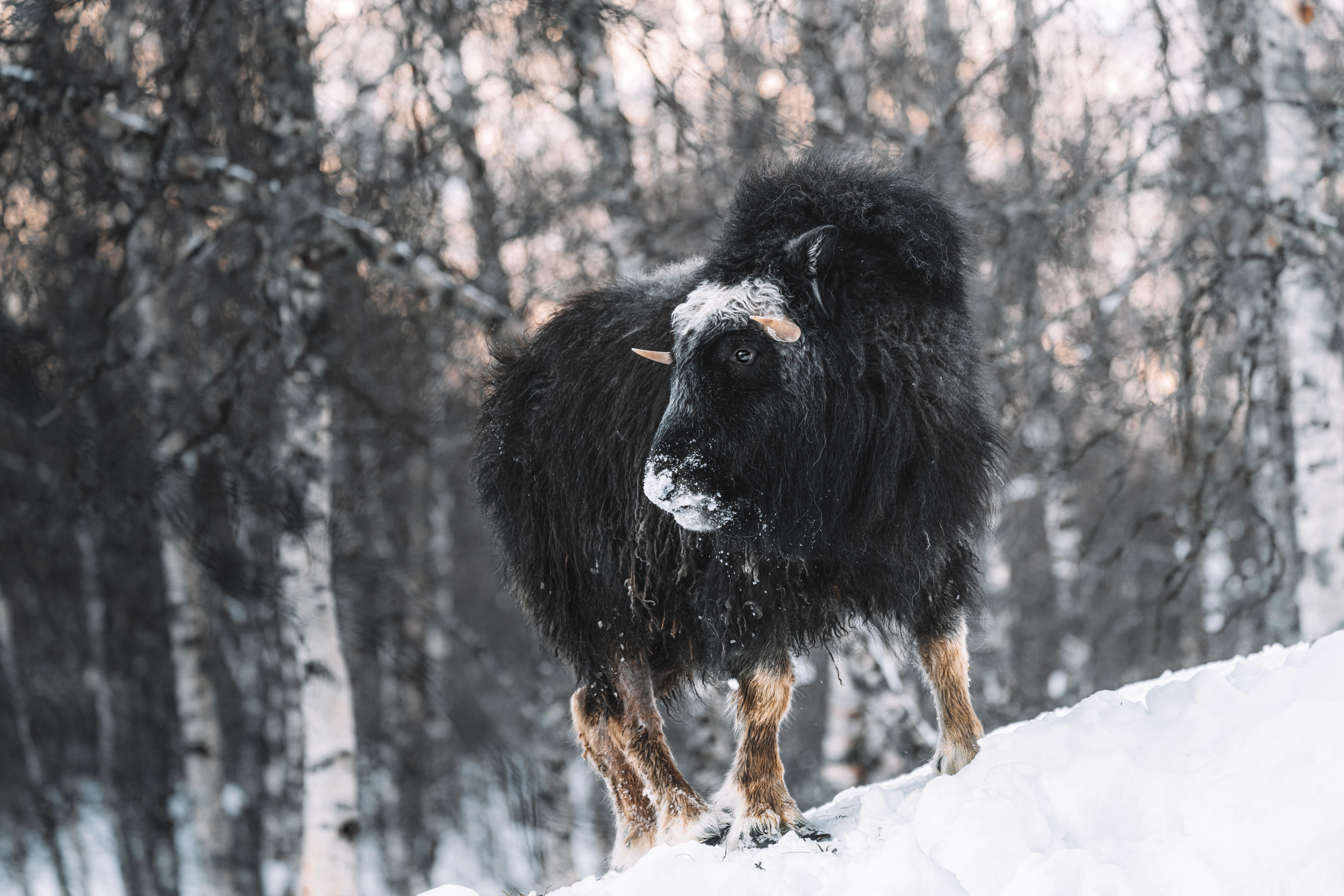 Muskox standing in a snowy forest HD Wallpaper