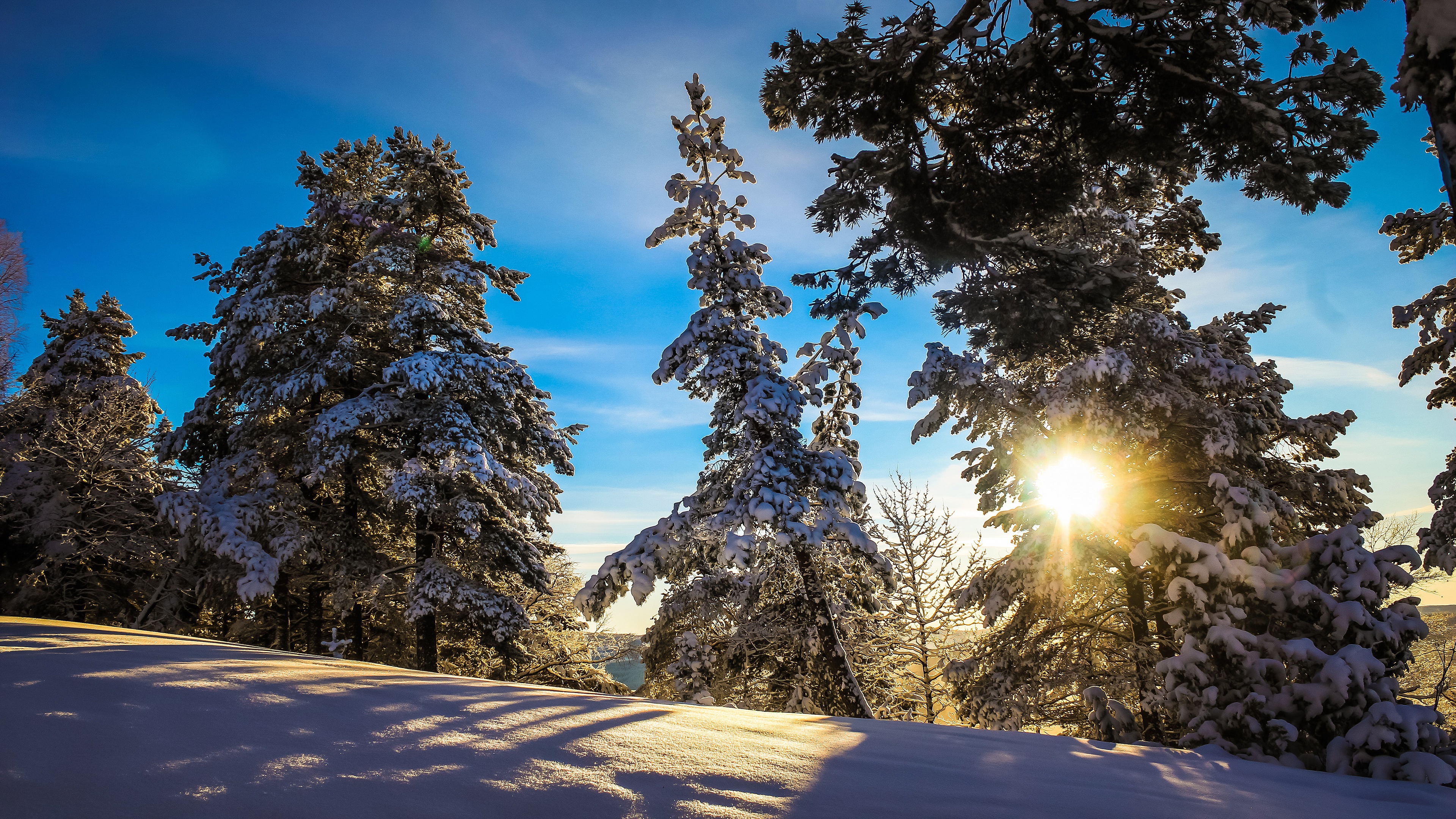 Winter Forest with Snow and Sun HD Wallpaper