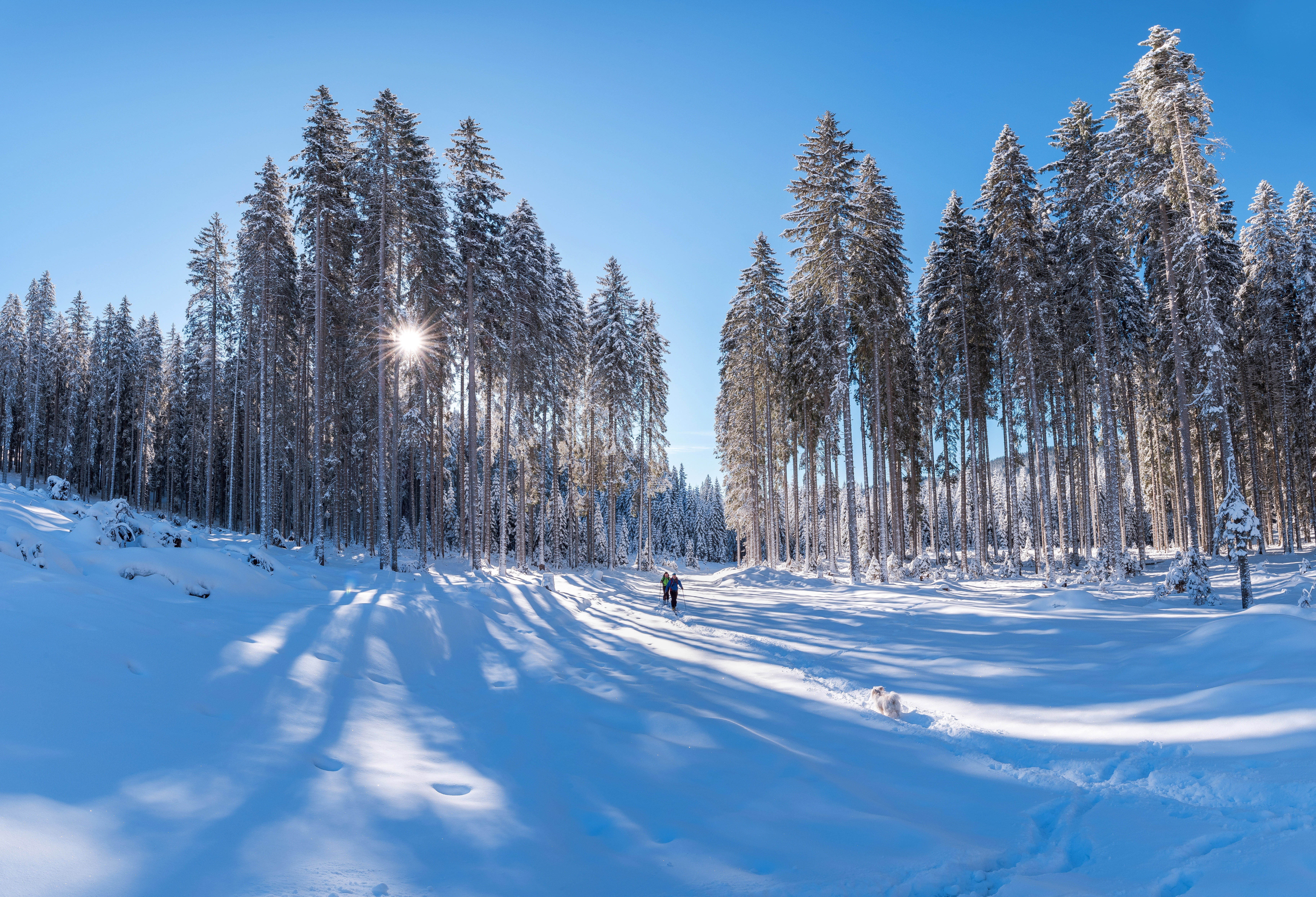 Photography Winter 4K Snow Ski Forest HD Wallpaper