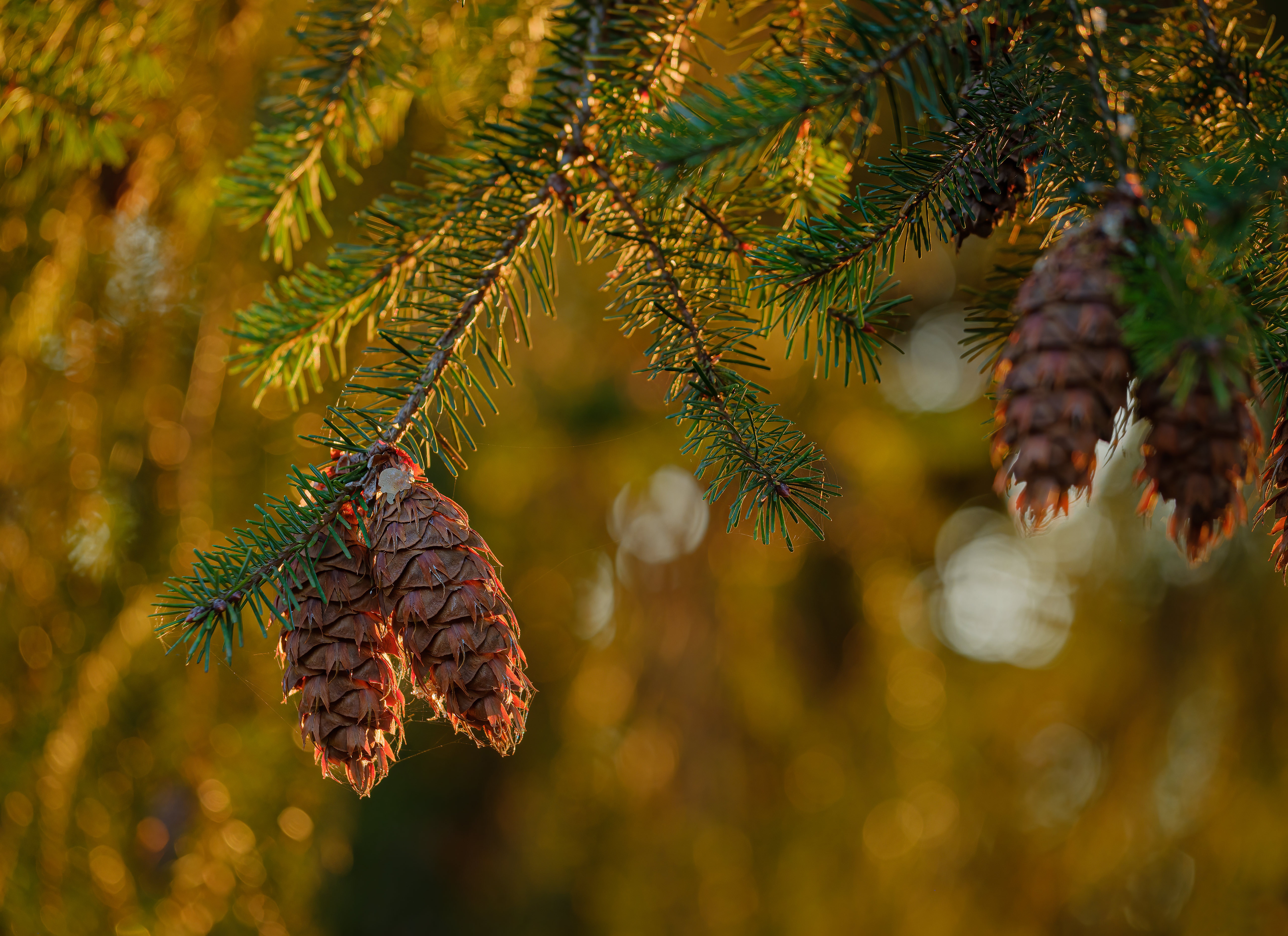 Spruce cones on a branch with bokeh HD Wallpaper