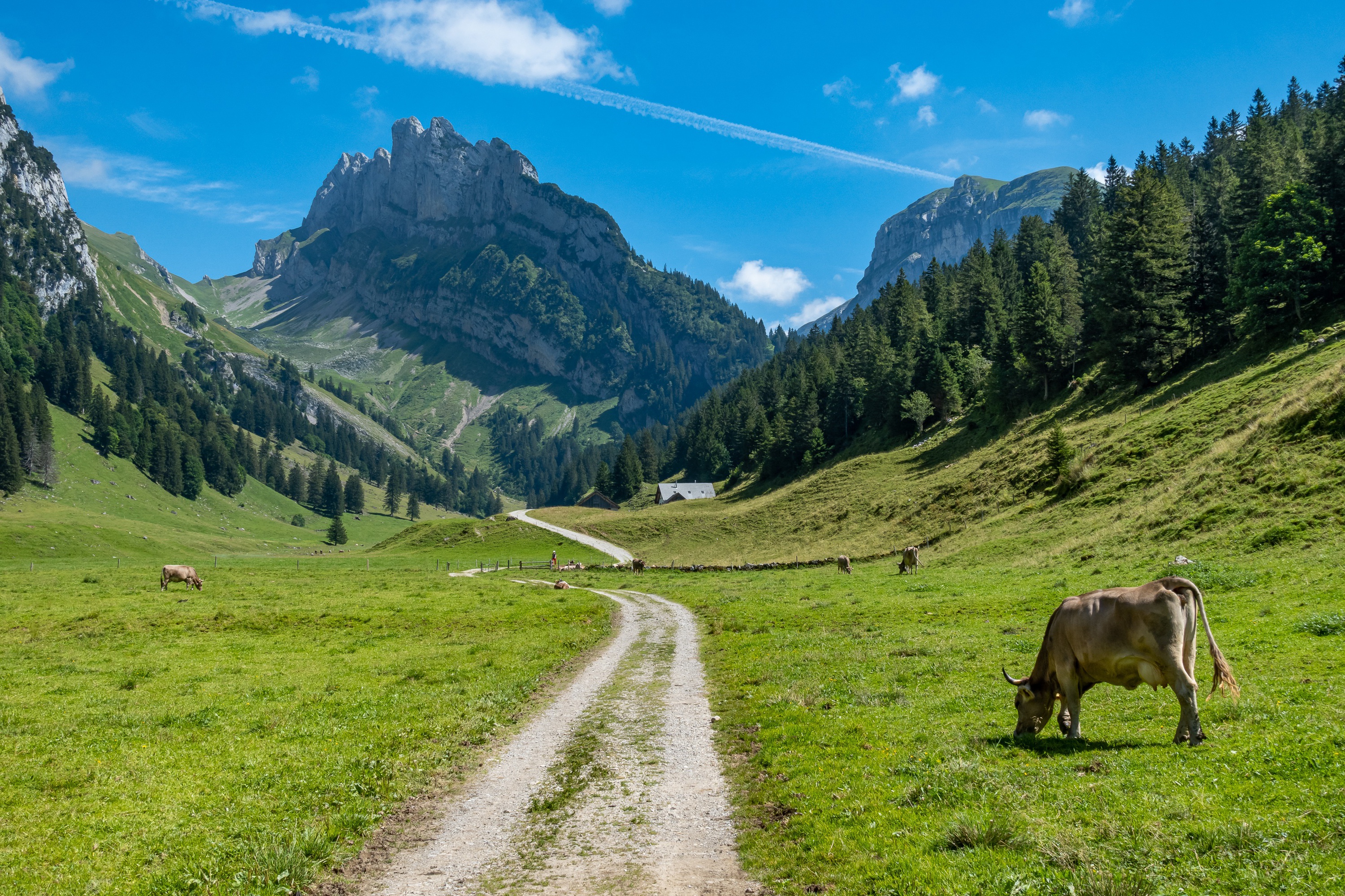 Cows grazing in a mountain pasture with a dirt road HD Wallpaper