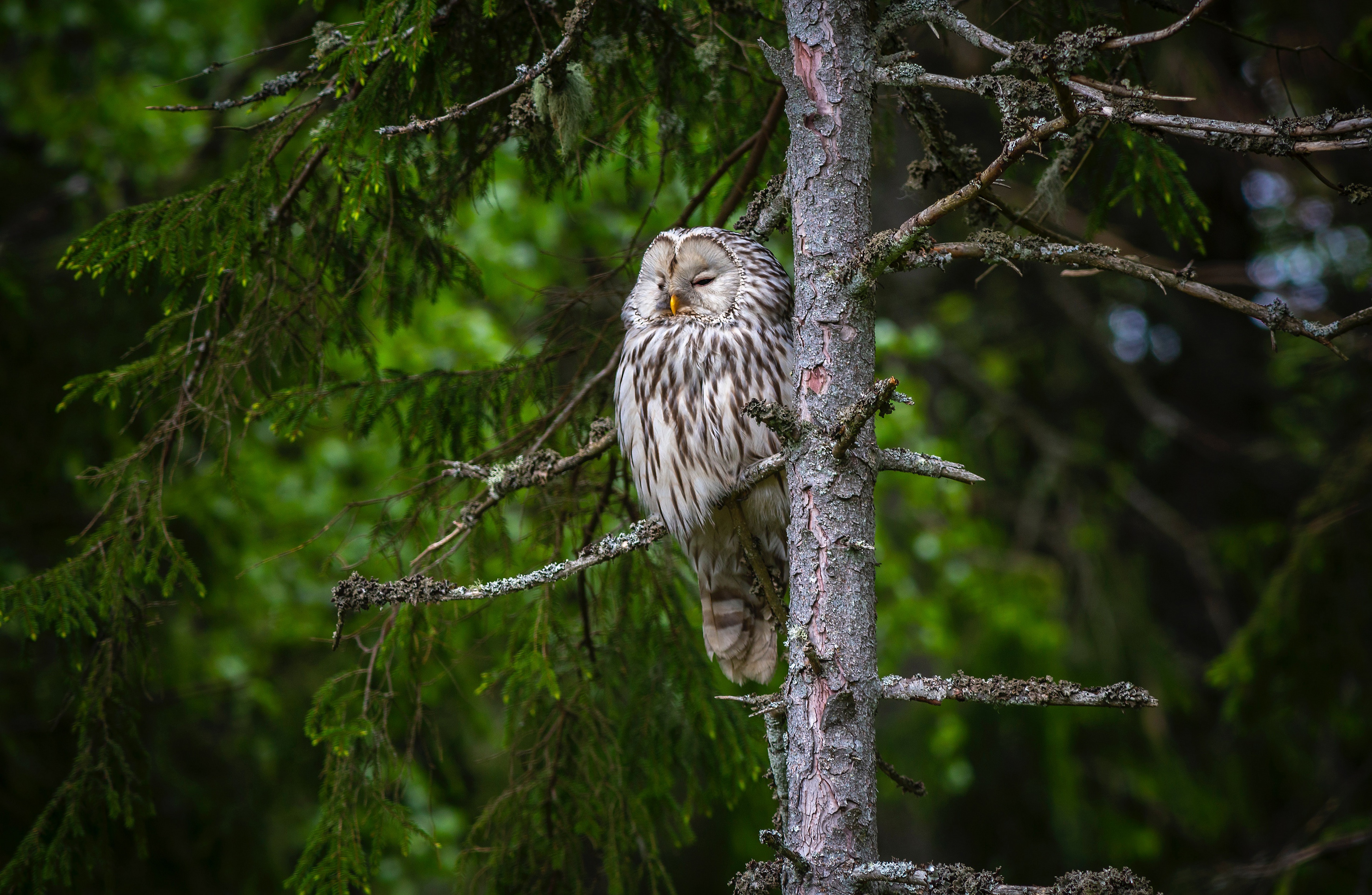 Ural Owl perched on a tree trunk in a forest HD Wallpaper