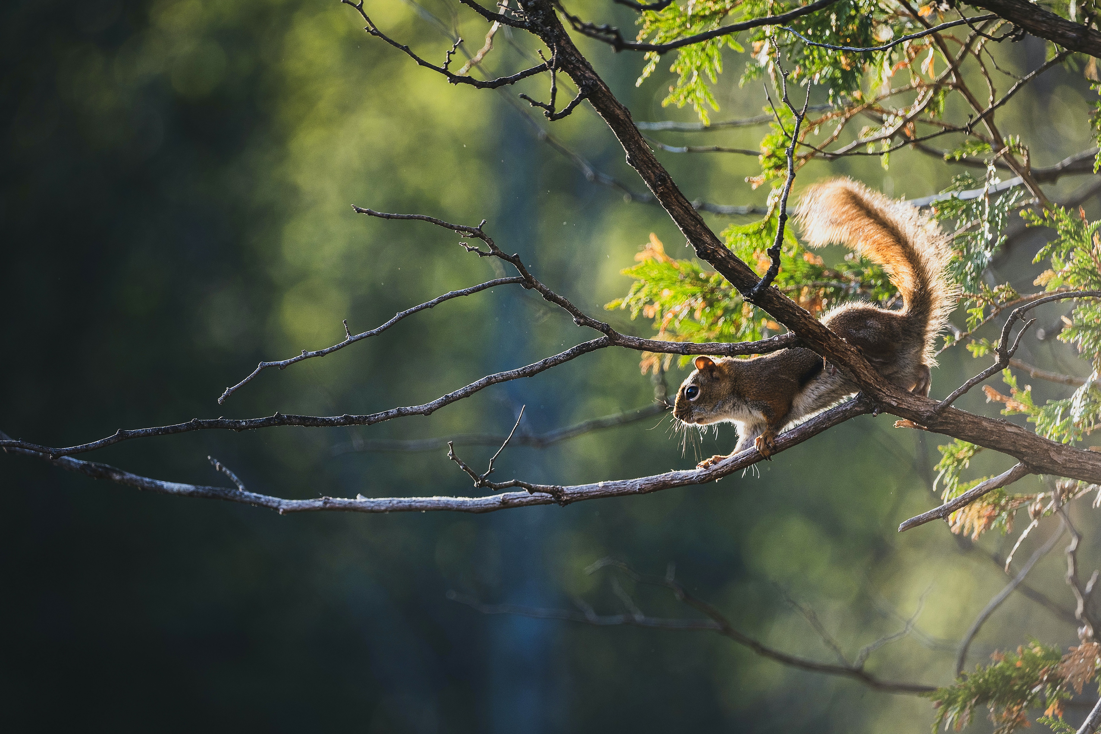 Red Squirrel on a Tree Branch HD Wallpaper