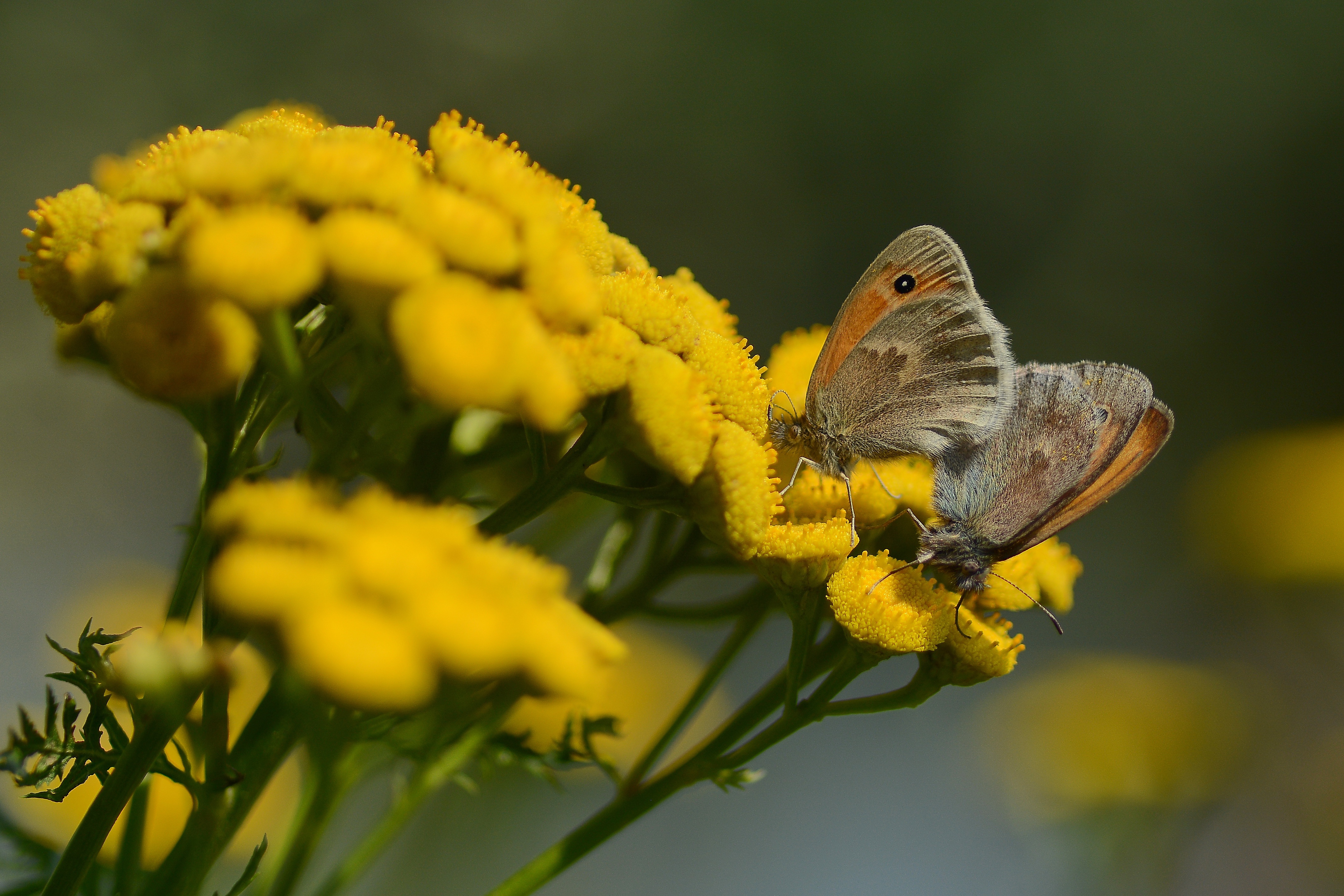 Two Butterflies on Yellow Flowers 4K HD Wallpaper
