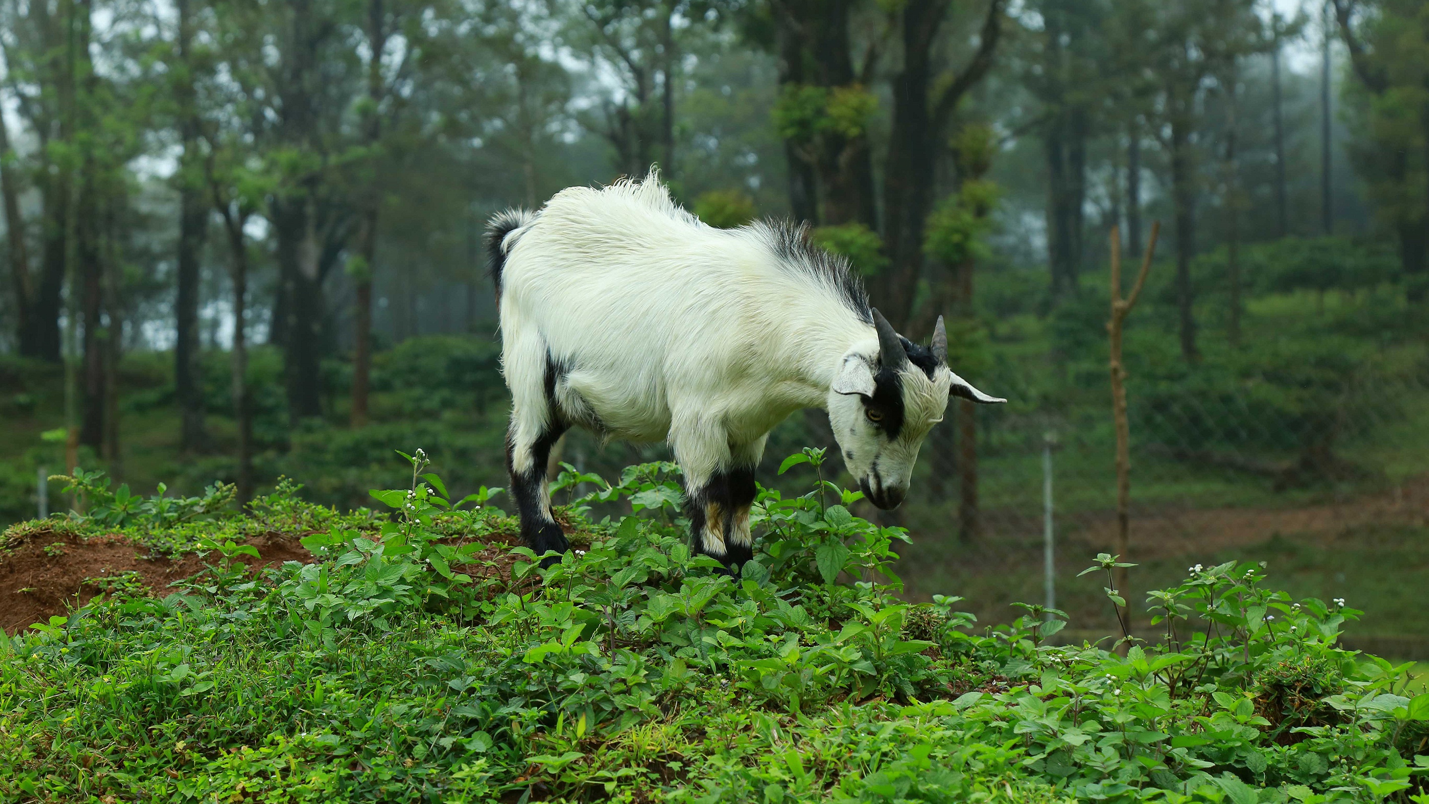 A white and black goat stands on a grassy hill HD Wallpaper