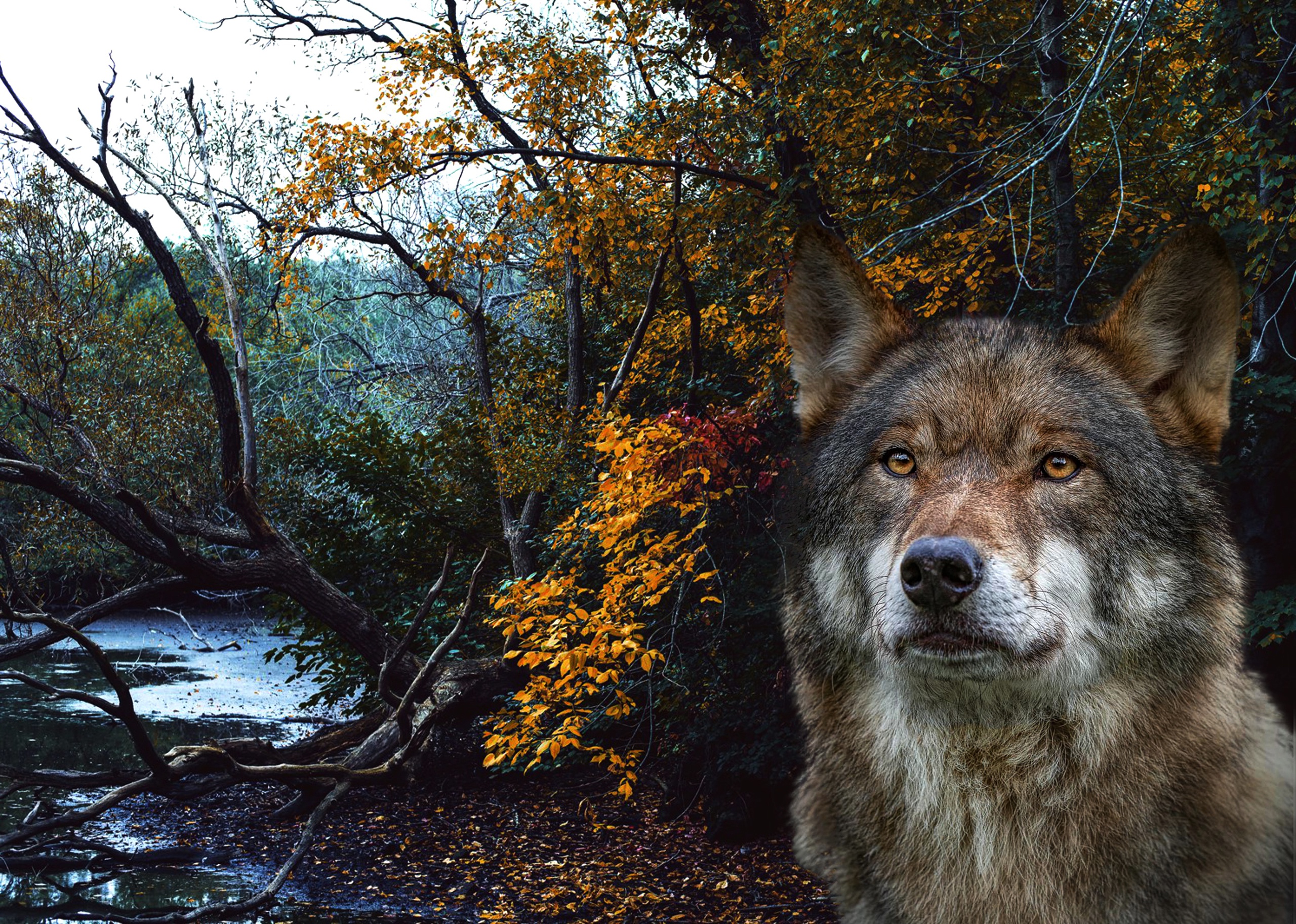 Wolf in a forest with autumn leaves HD Wallpaper