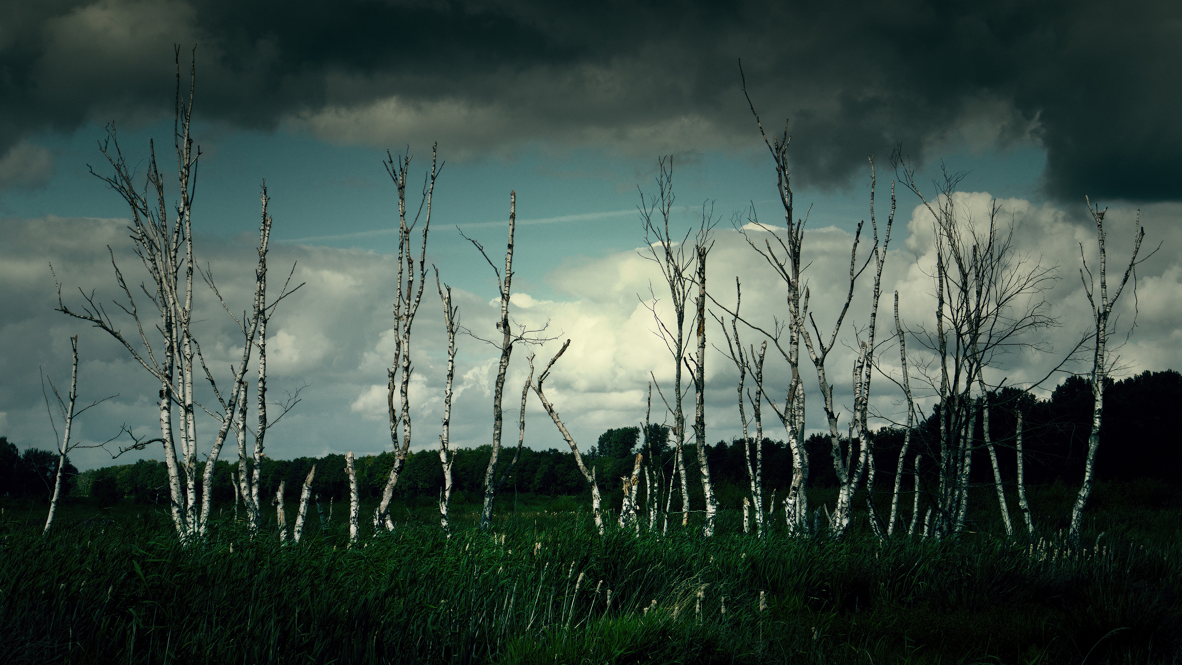 Birch trees in a field under a stormy sky HD Wallpaper