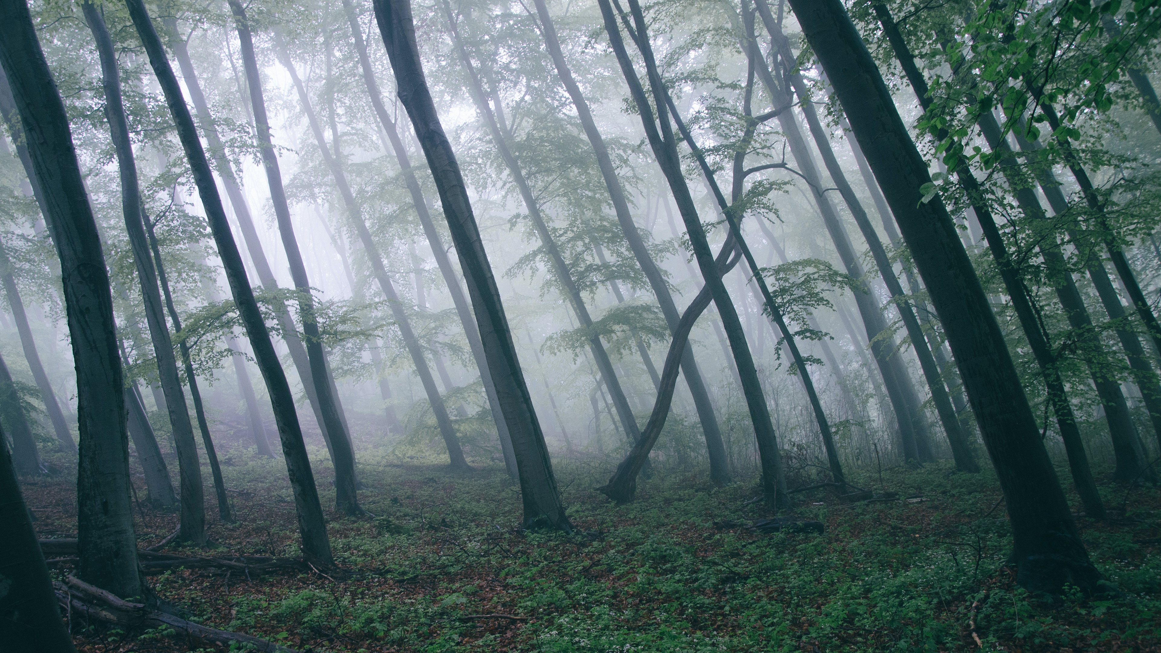 Foggy Forest with Tall Trees HD Wallpaper