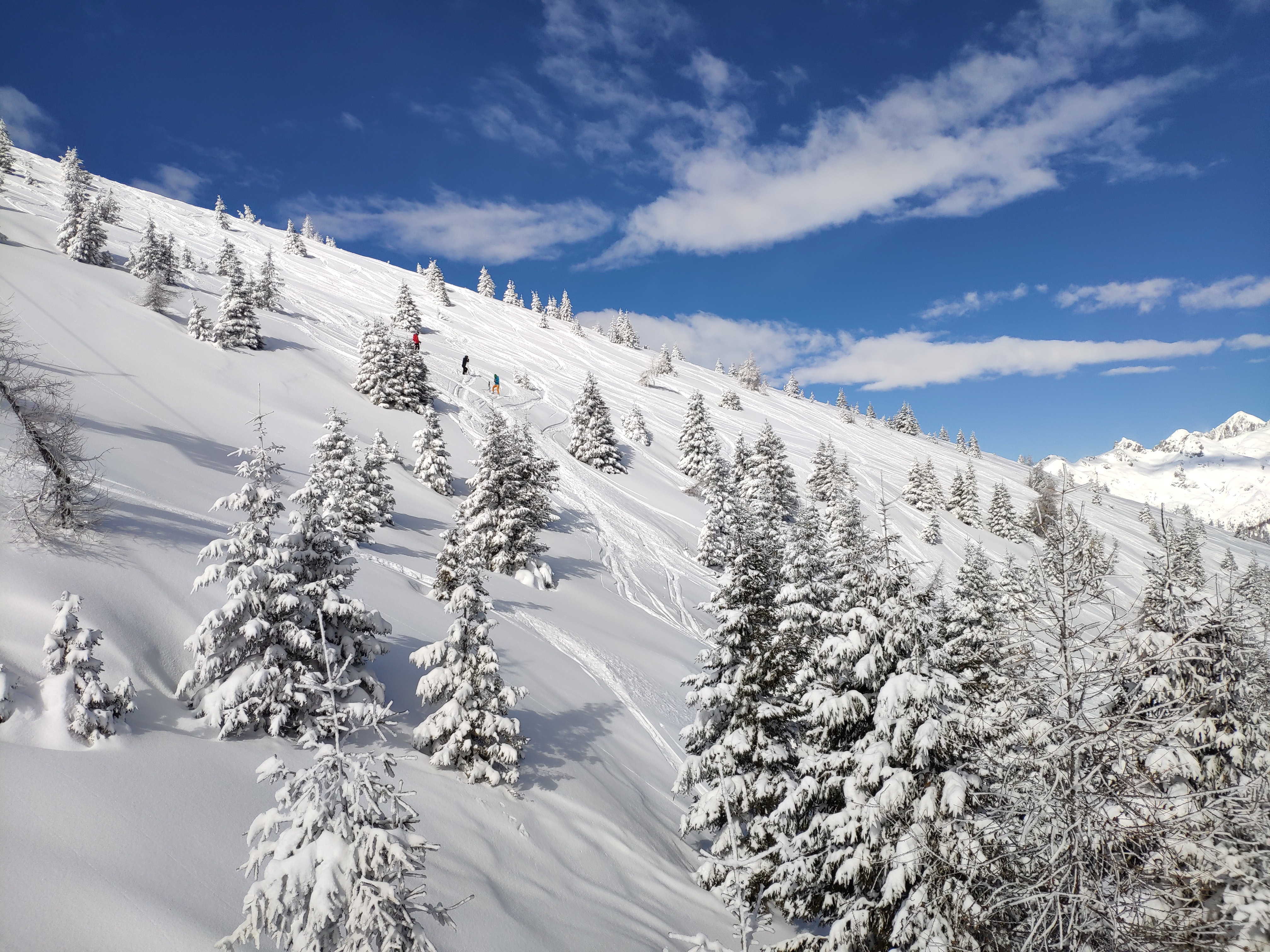 Skiers on a snowy mountain slope with spruce trees HD Wallpaper