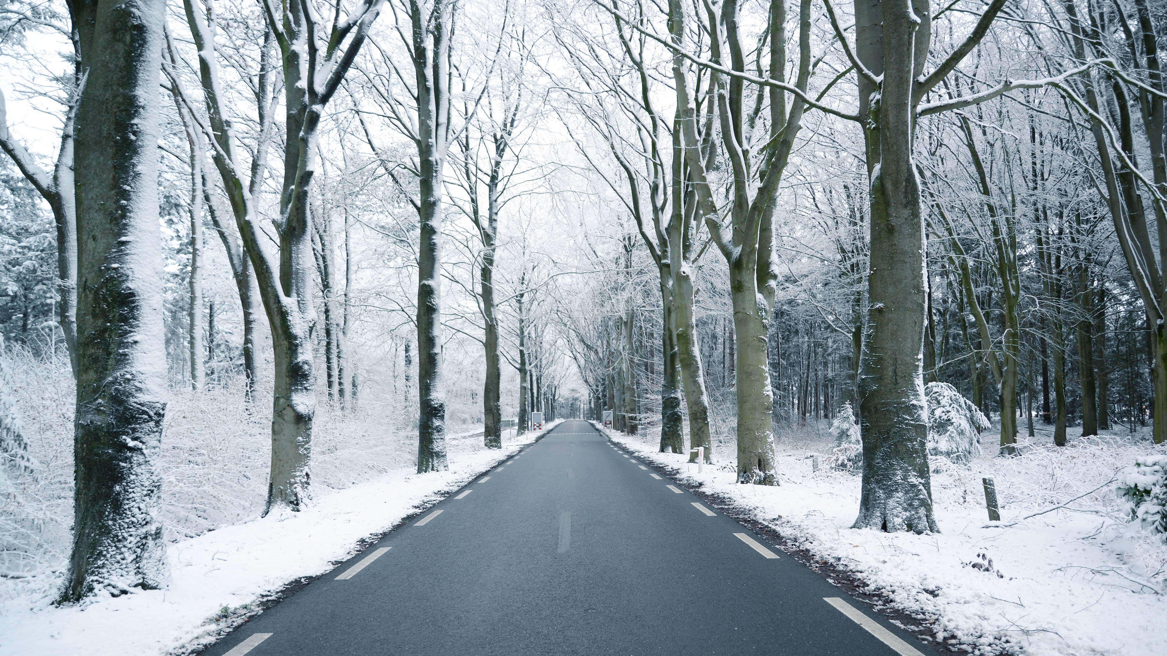 Road through a snowy forest in winter HD Wallpaper