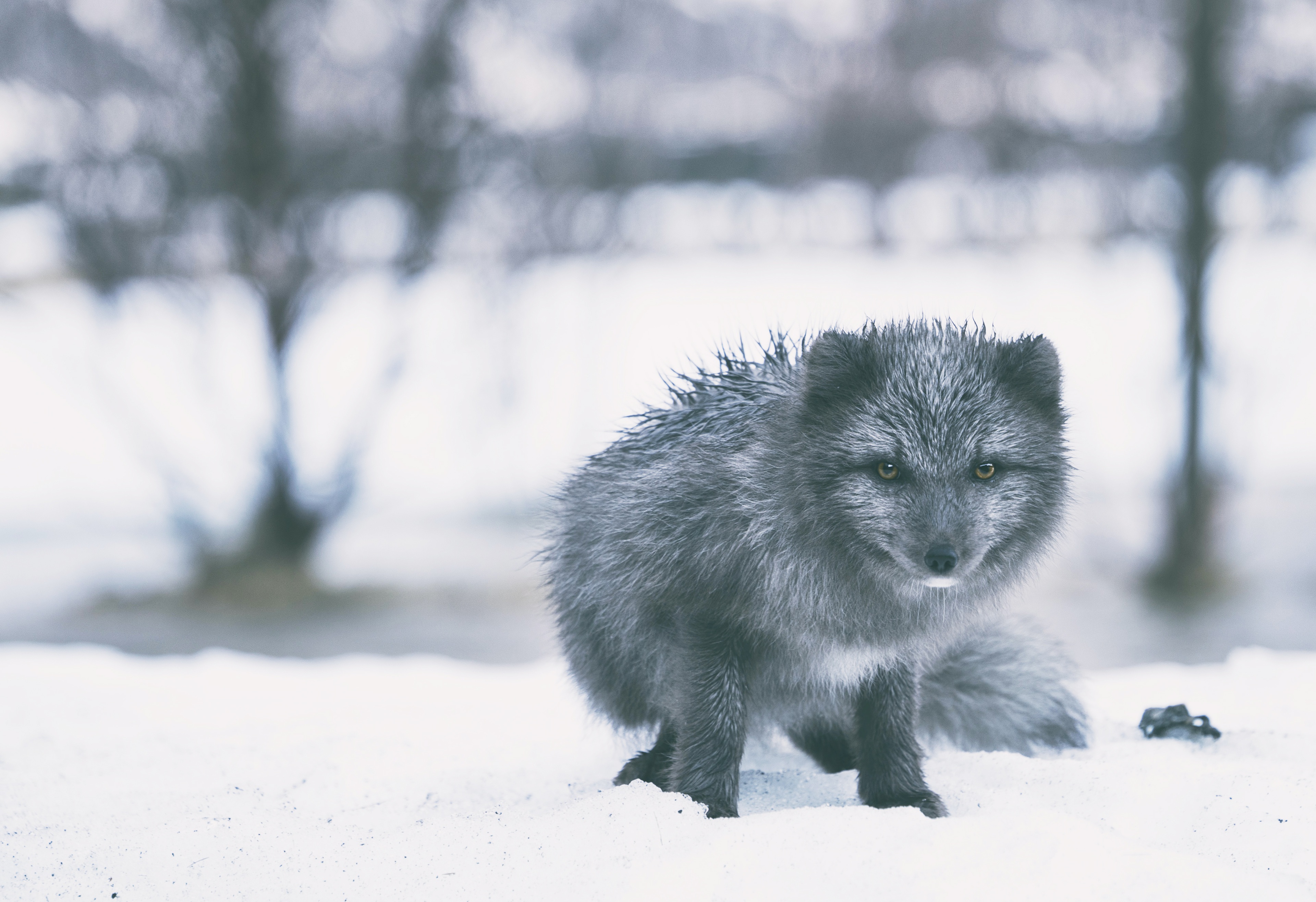 Arctic Fox in Snow 4K HD Wallpaper