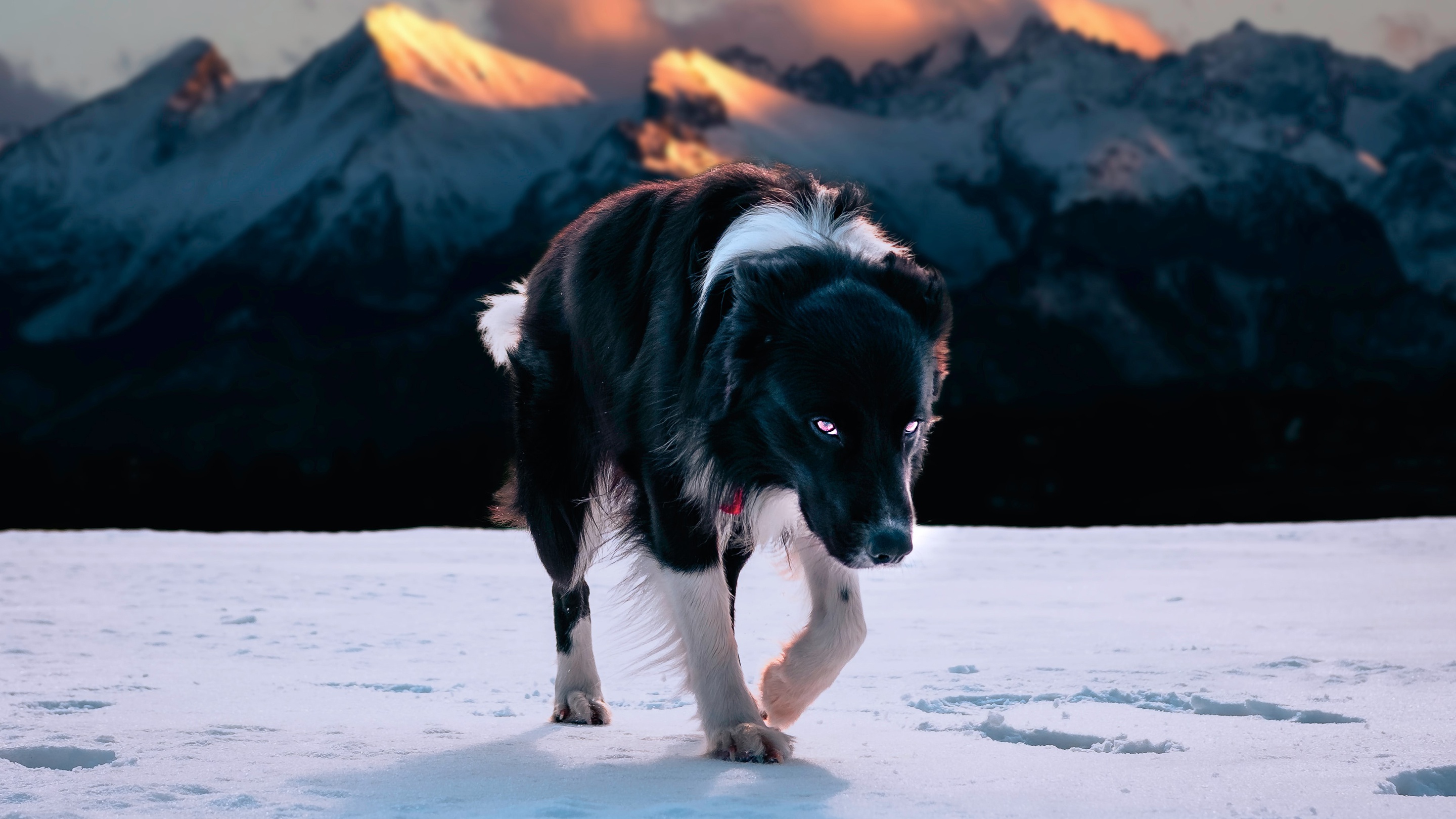 Border Collie dog walking in snow with mountains HD Wallpaper