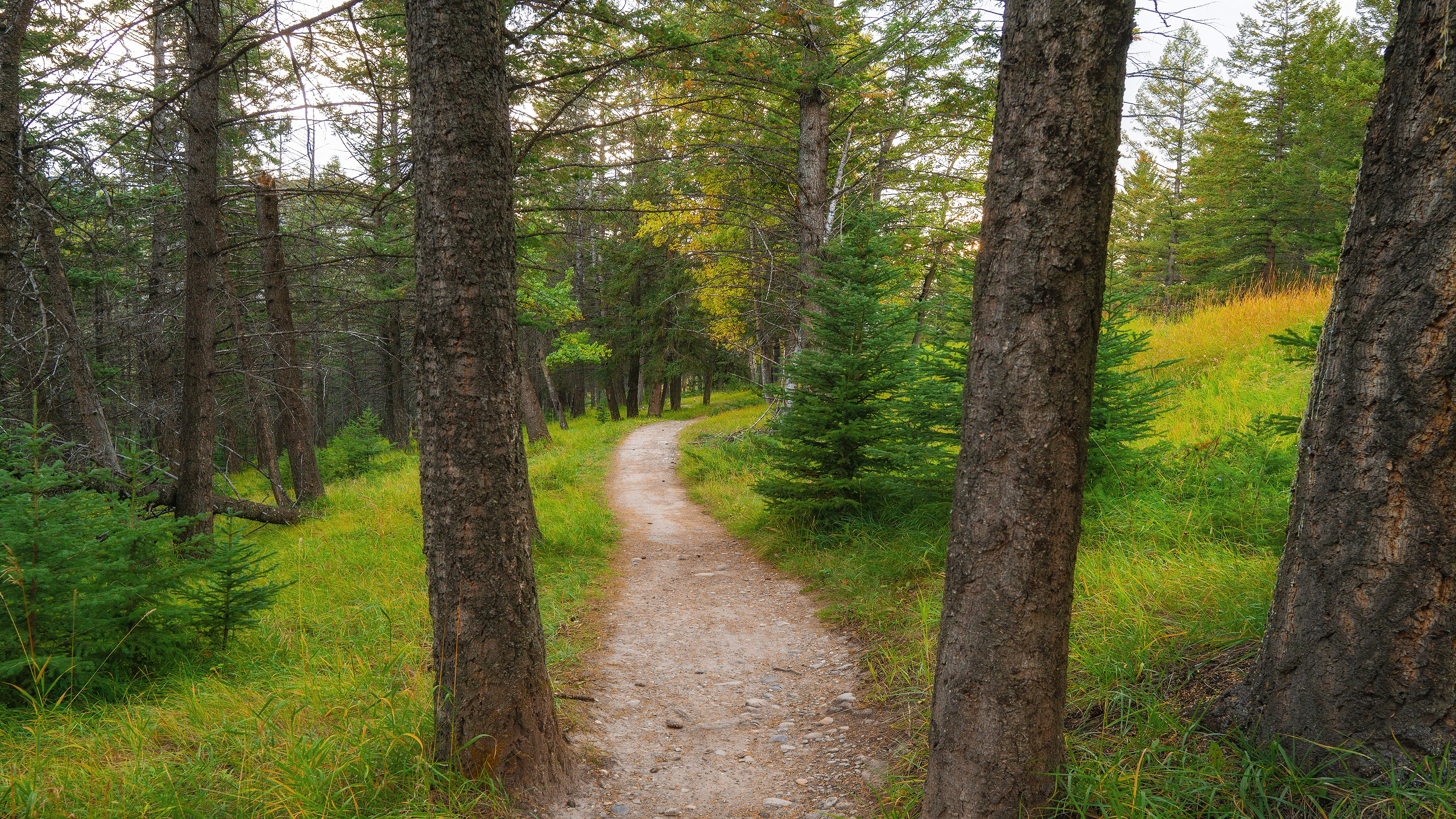 Forest Path with Pine and Spruce Trees HD Wallpaper