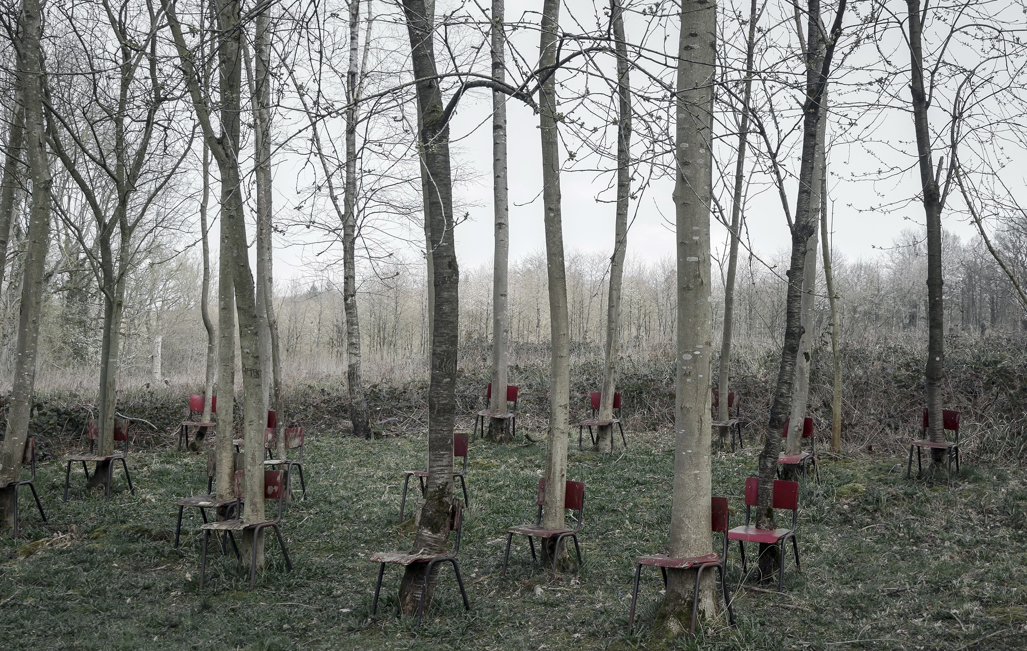 Chairs around trees in a forest HD Wallpaper