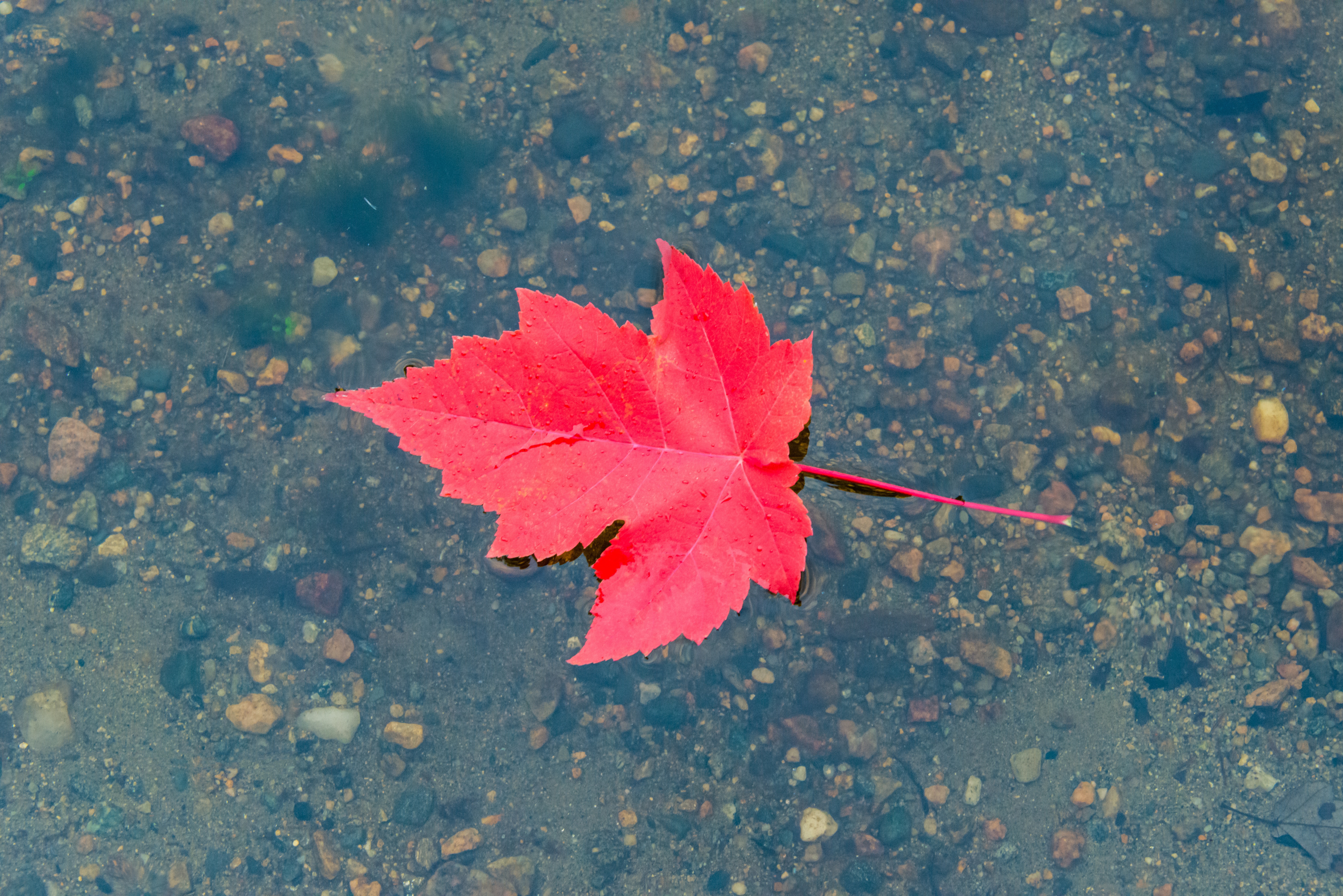 Red Maple Leaf Floating on Water with Pebbles HD Wallpaper