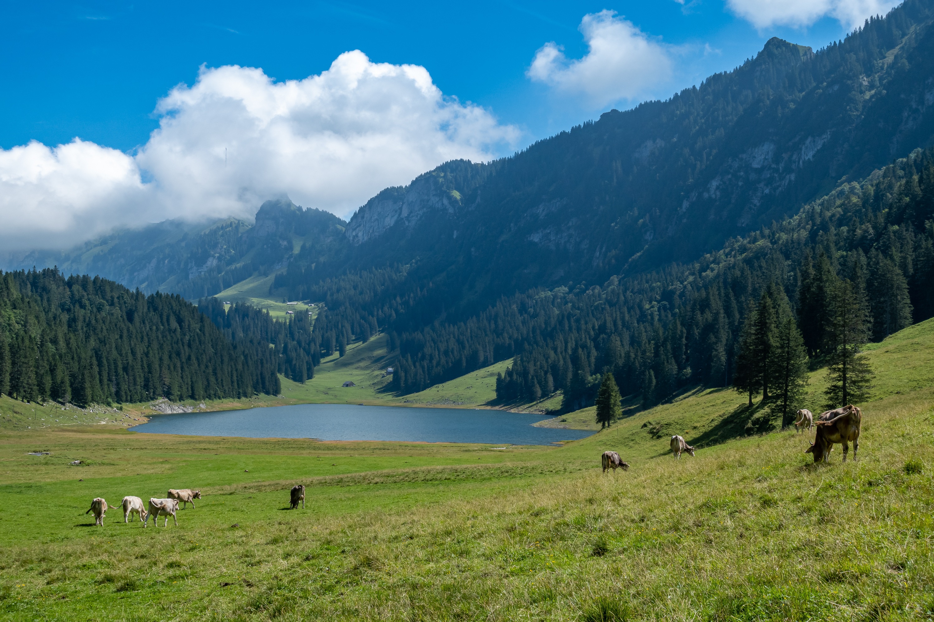 Cows grazing in a mountain meadow with a lake HD Wallpaper