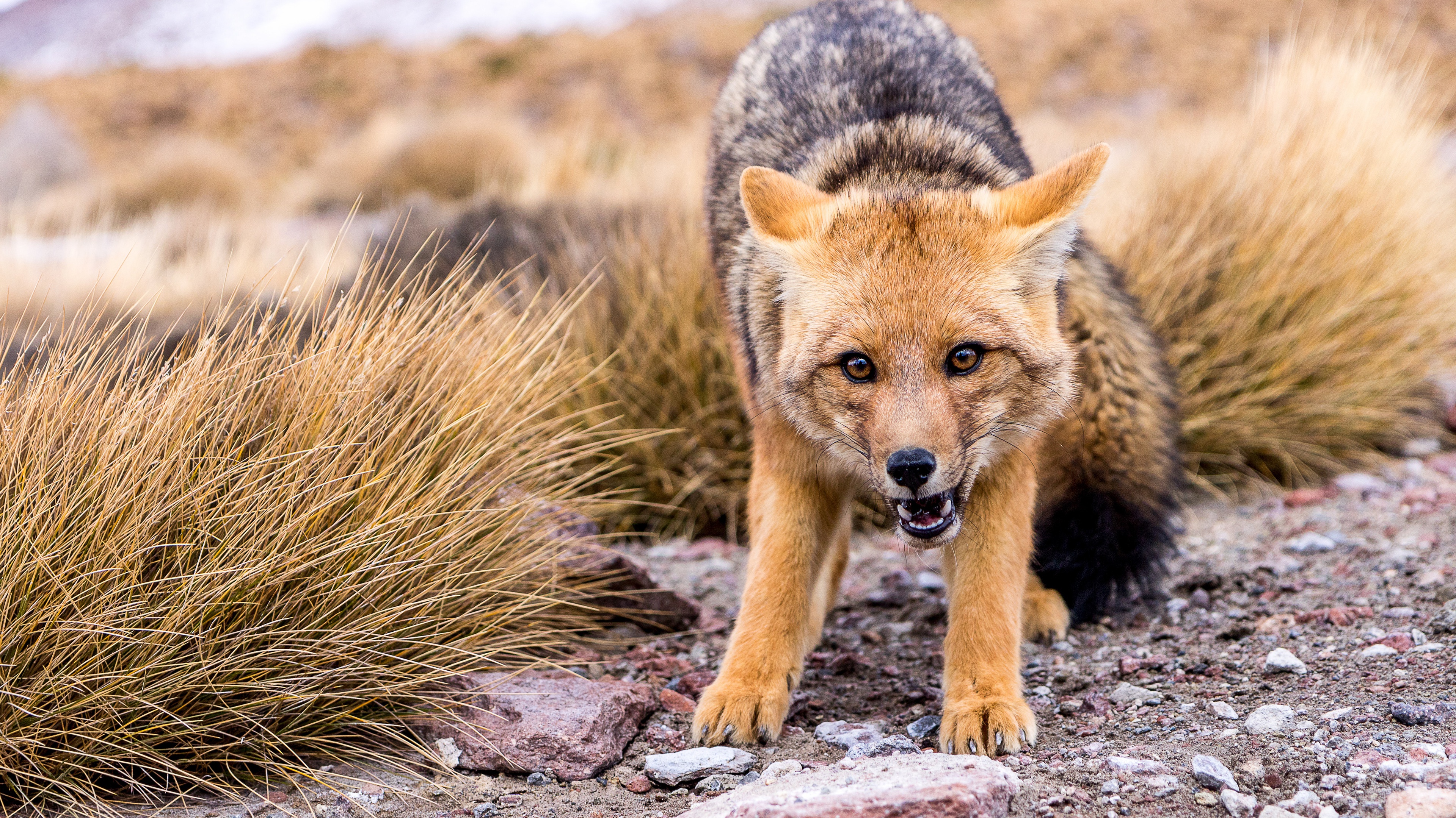 Fox in a Dry, Grassy Landscape HD Wallpaper
